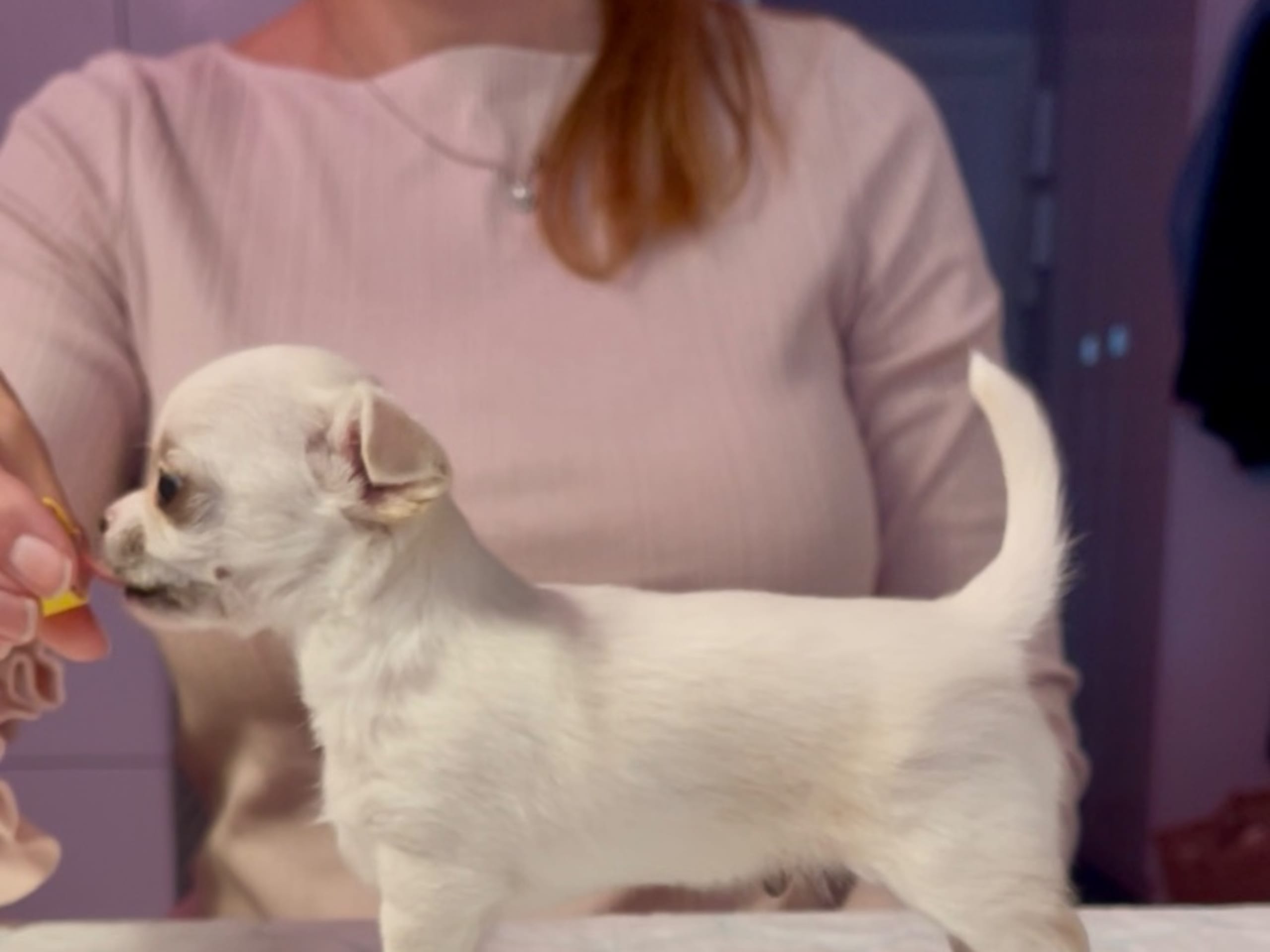 Chihuahua · Norrköping · Tettchi's