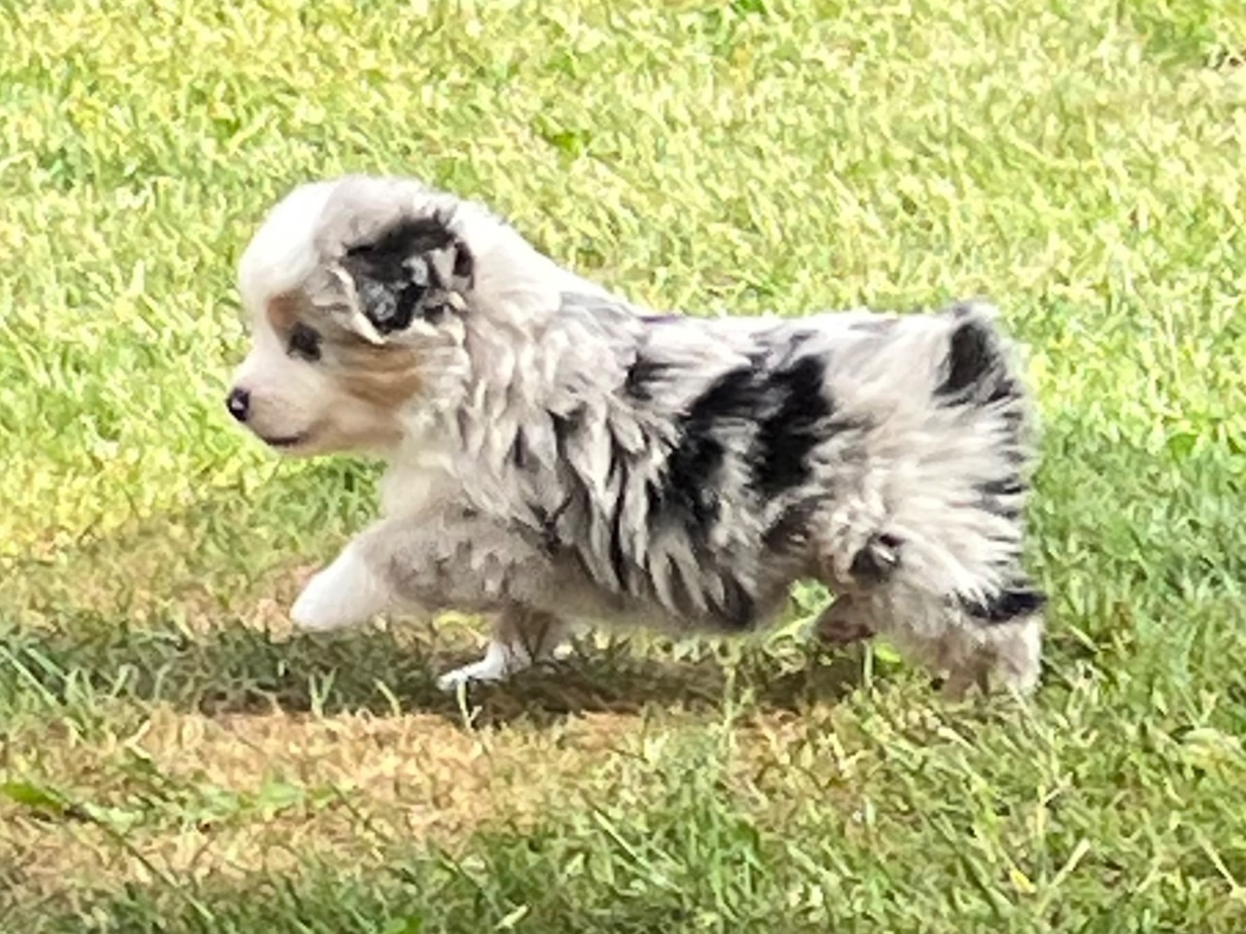 Miniature American Shepherd · Brösarp · Semlans