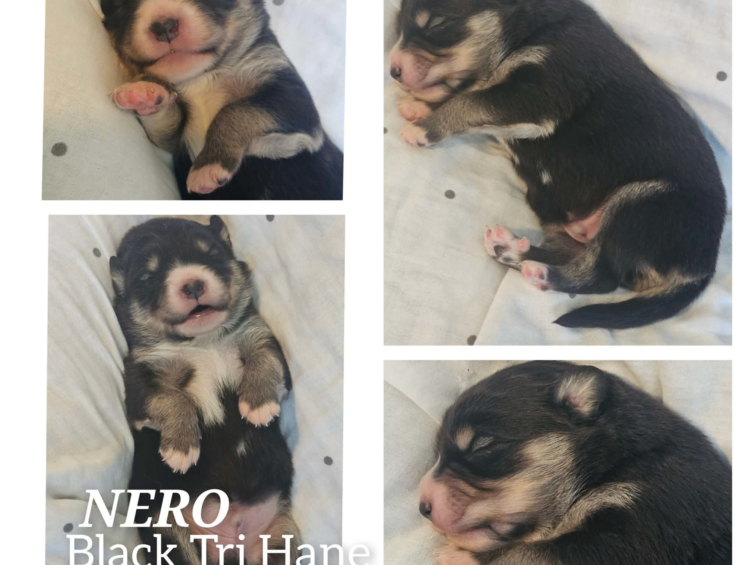 EEVD/ Australian Shepherd · Västra Frölunda · Isabells S.