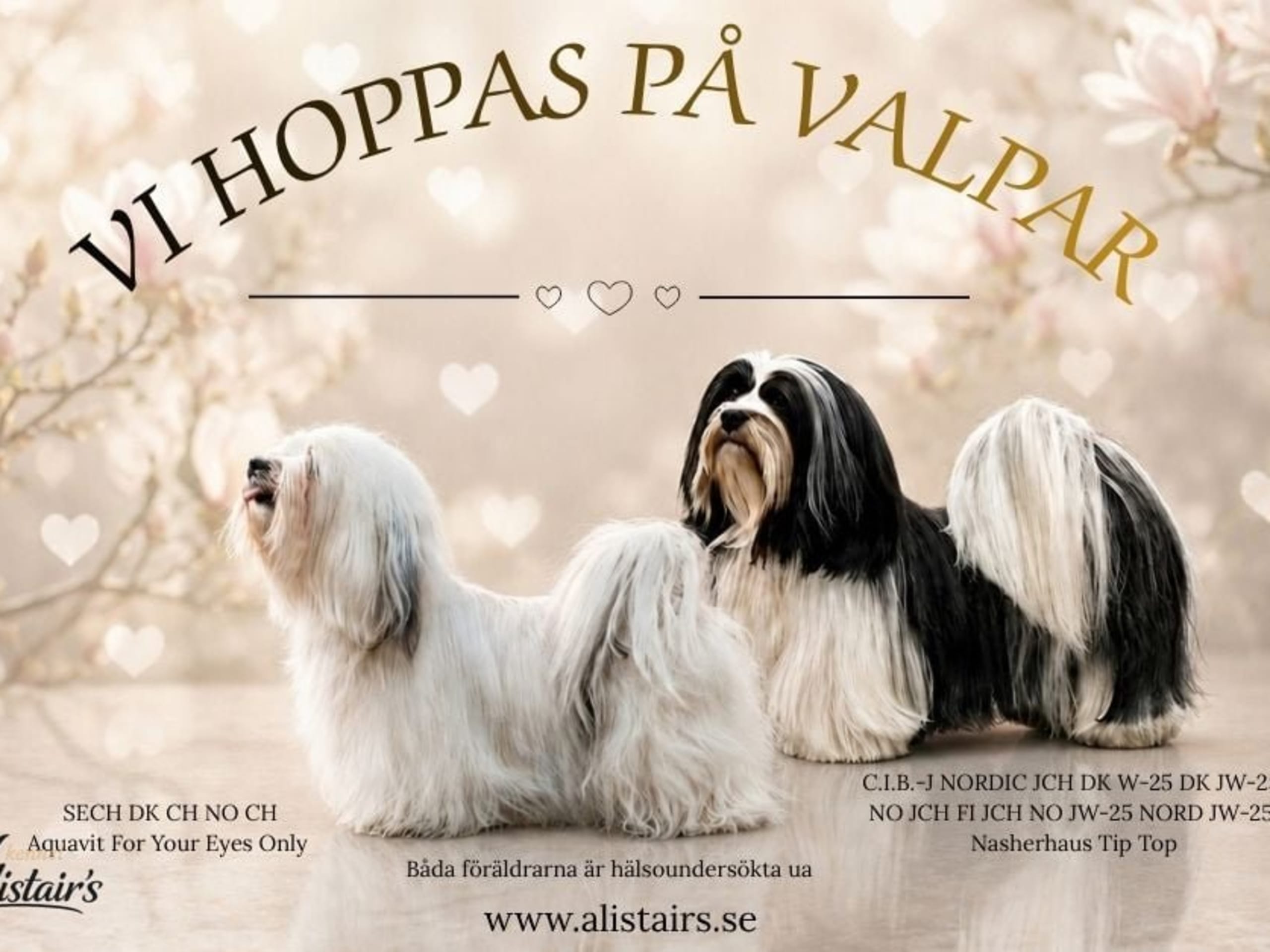 Bichon havanais · Hammarö · Alistair's