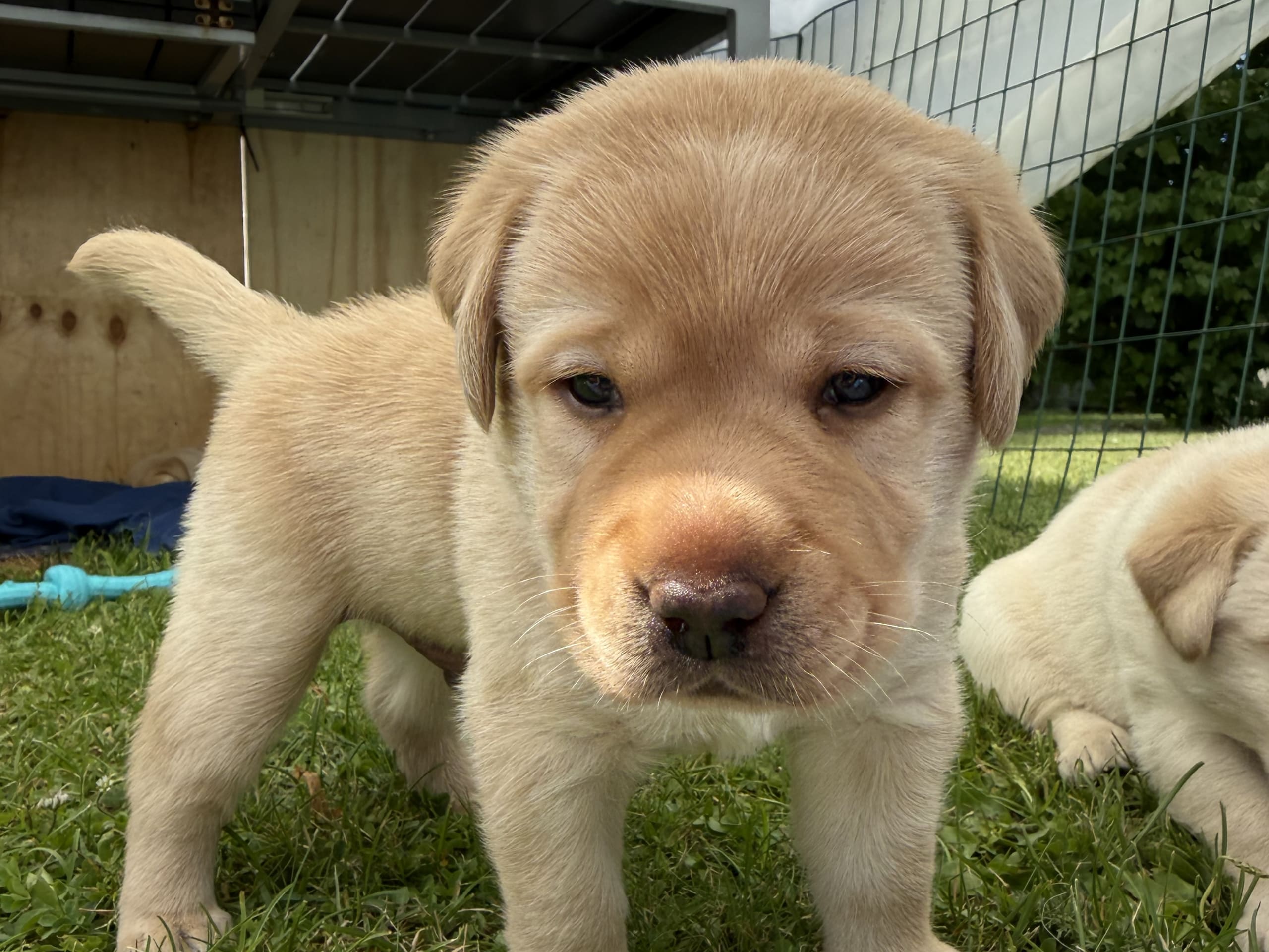 Labrador Retriever · Svärtinge · Blankgölens kennel