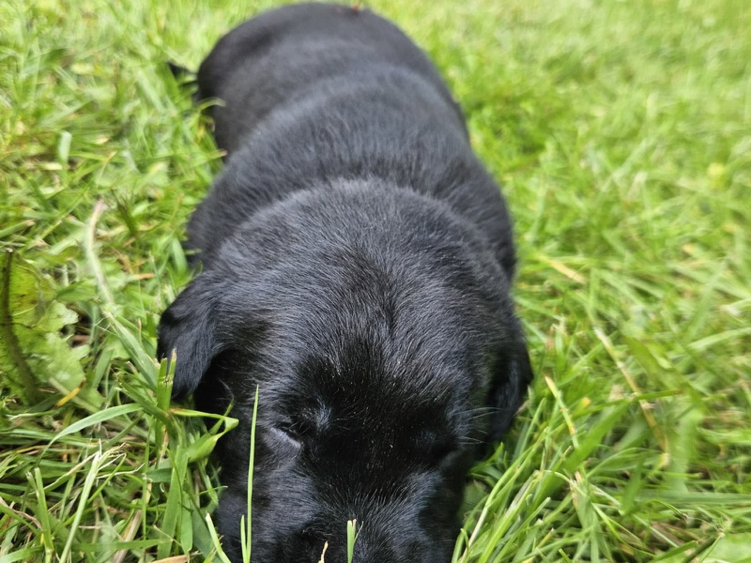 Labrador retriever · Ans By · Heidi Boje Vitting