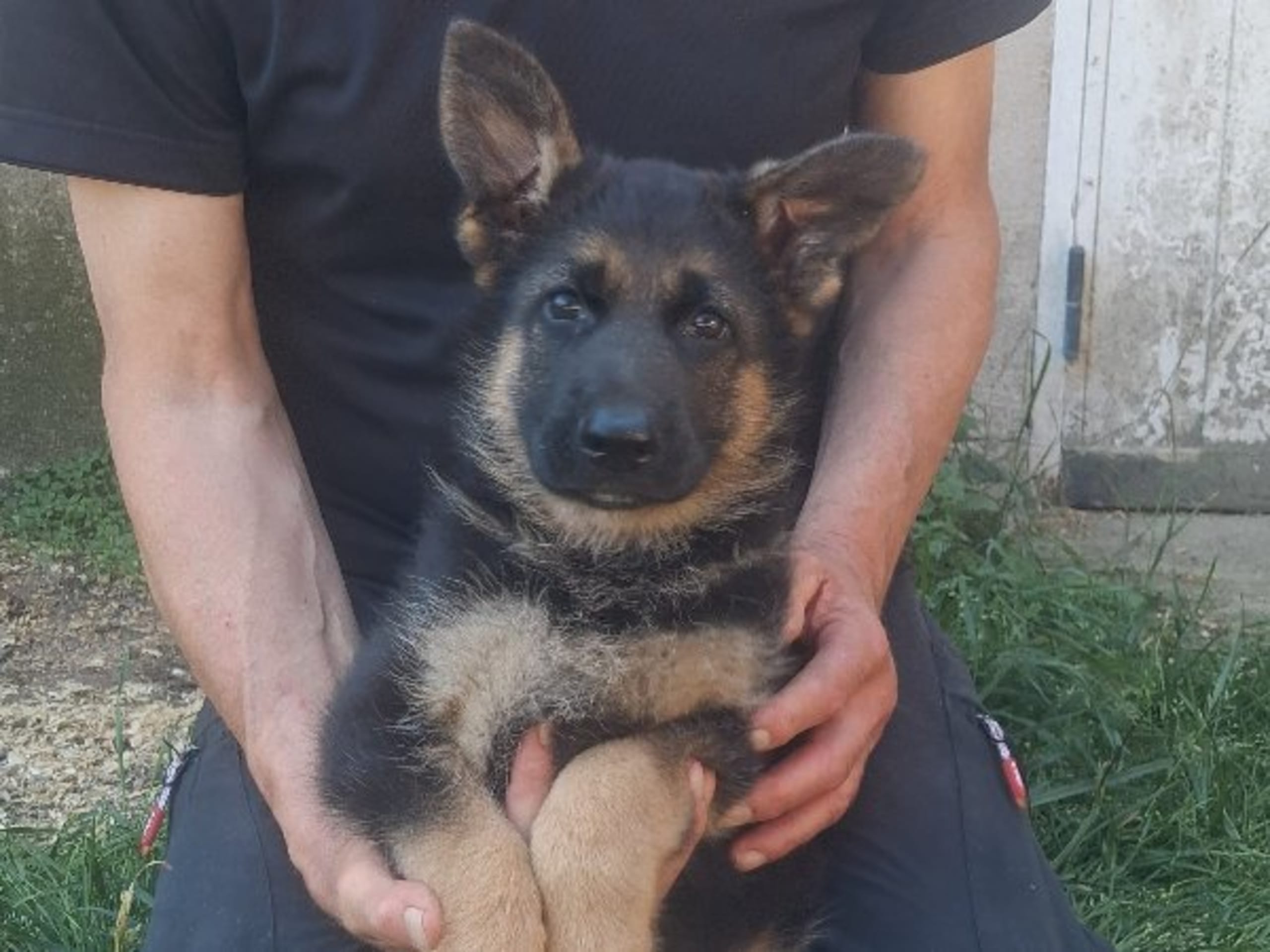 Tysk Schäferhund · Sölvesborg · Ebafarmens