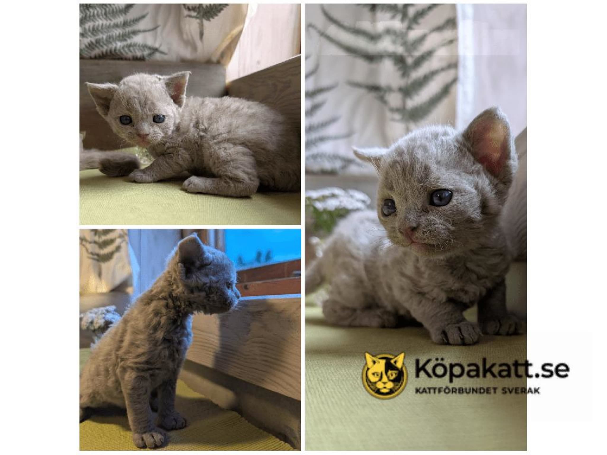 Devon Rex · Filipstad · SE*Älvbrons