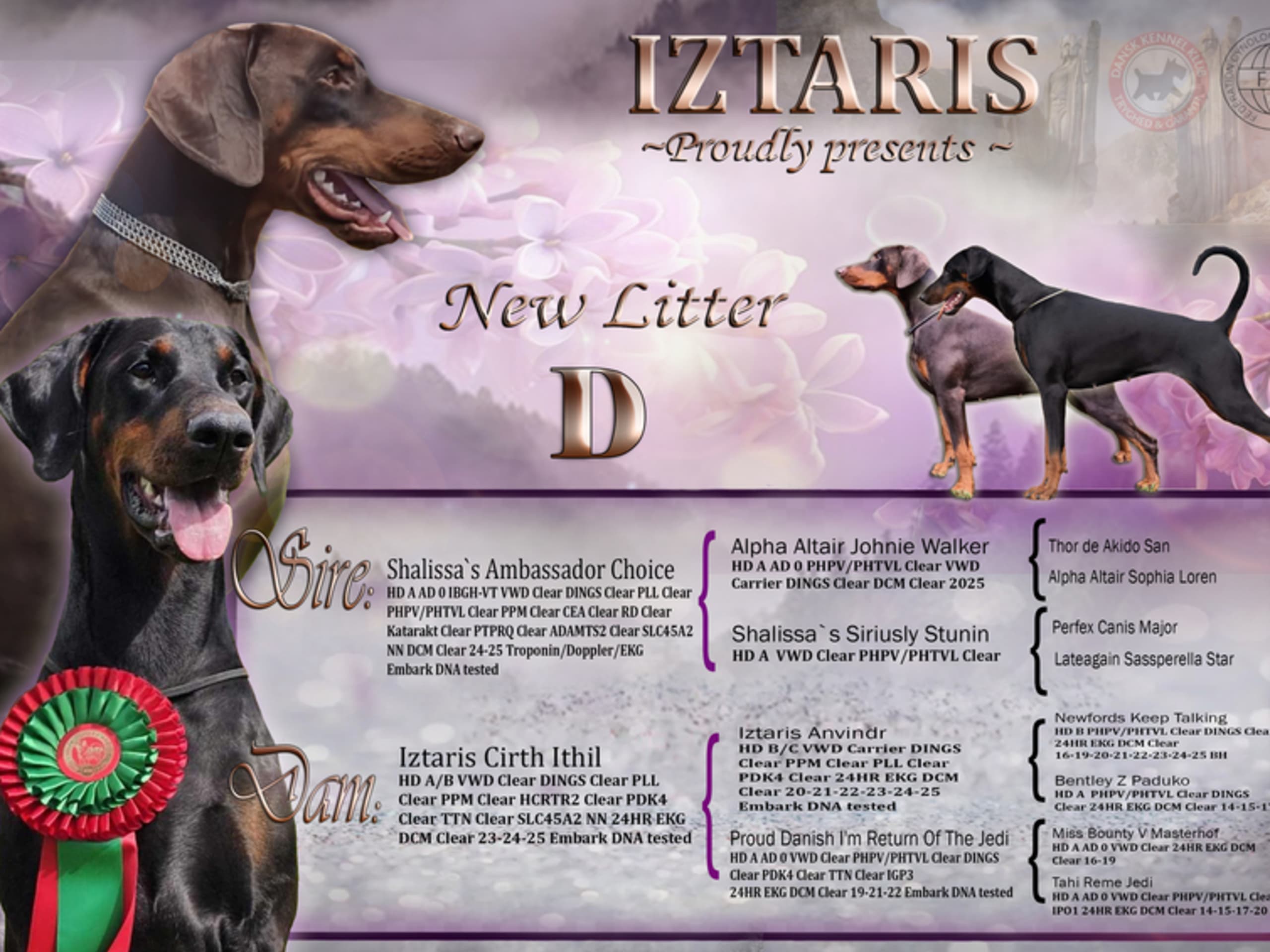 Dobermann · Hørve · Iztaris