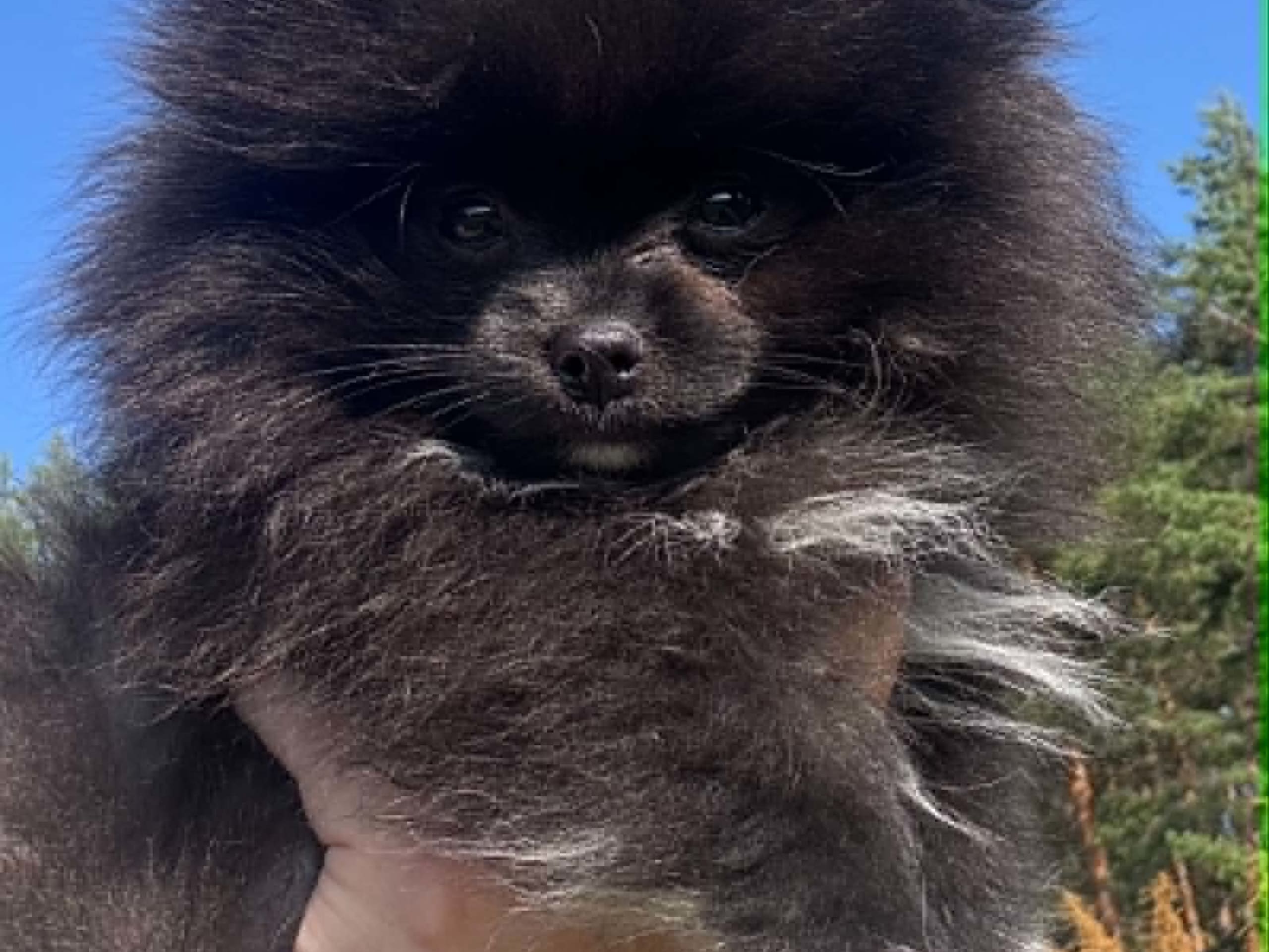 Pomchi · Romedal · PomchiPaws