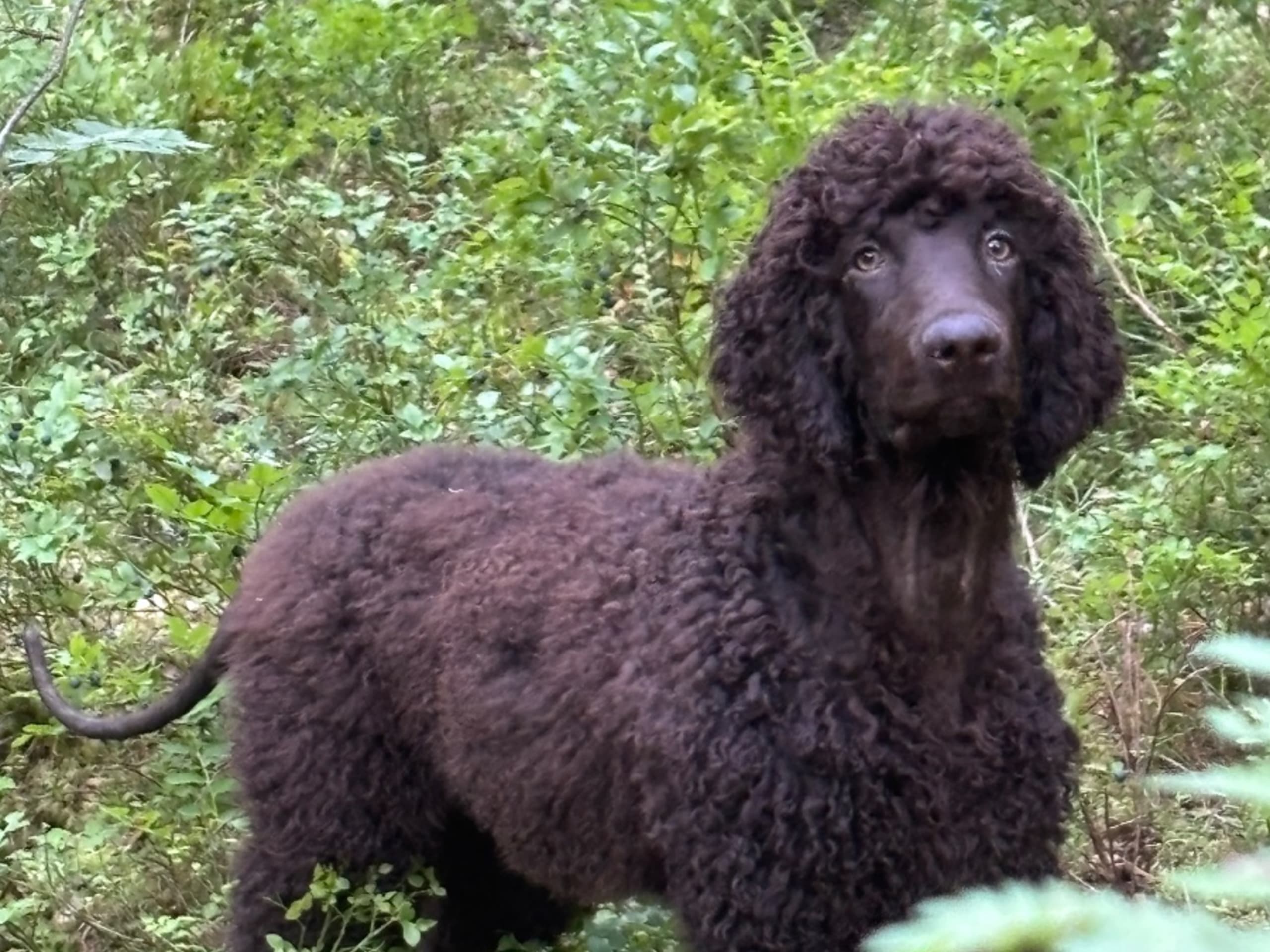 Irish Water Spaniel · Järna · Coffee’s