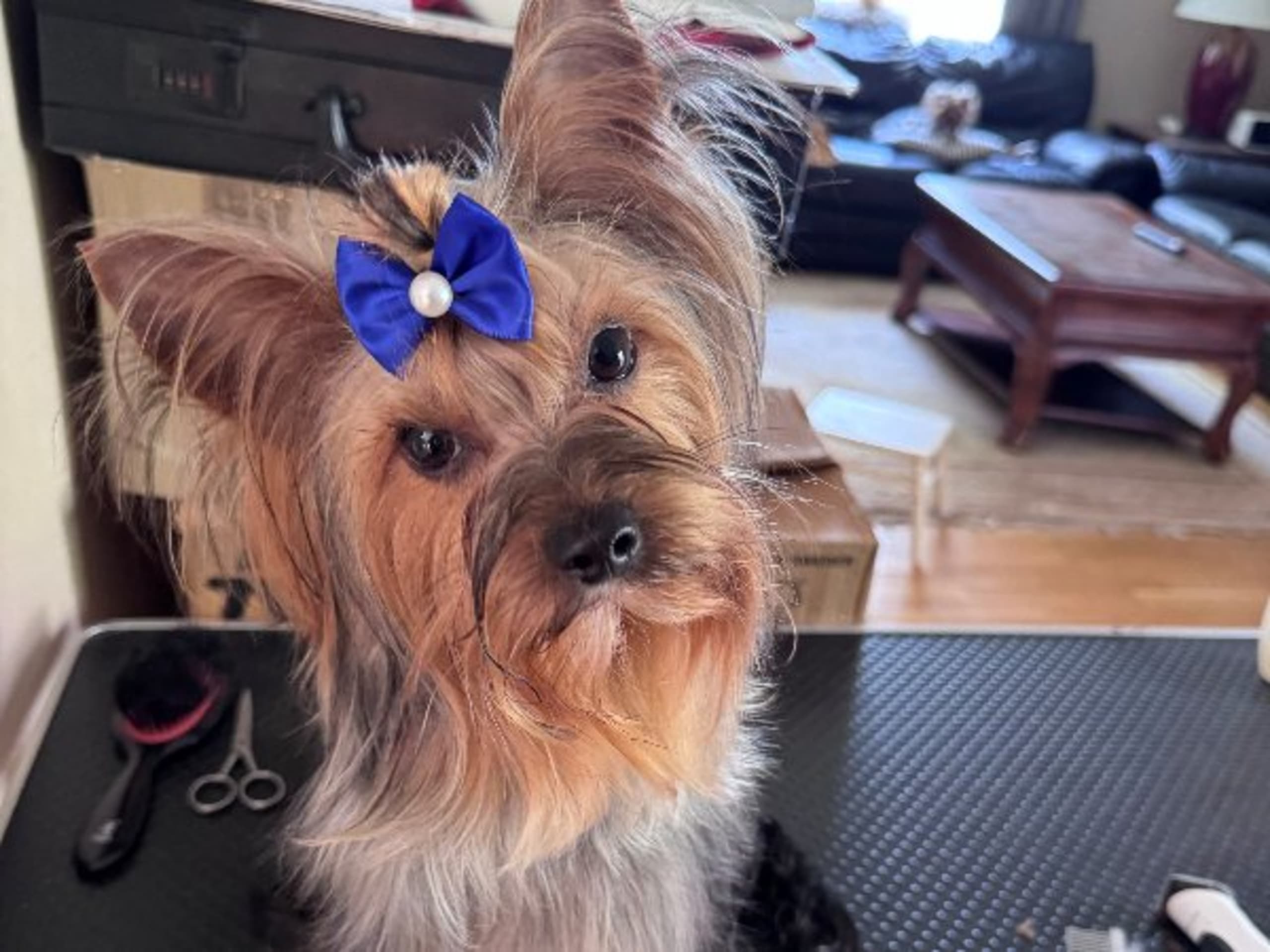 Yorkshire terrier · örebro · Augusta Star’s