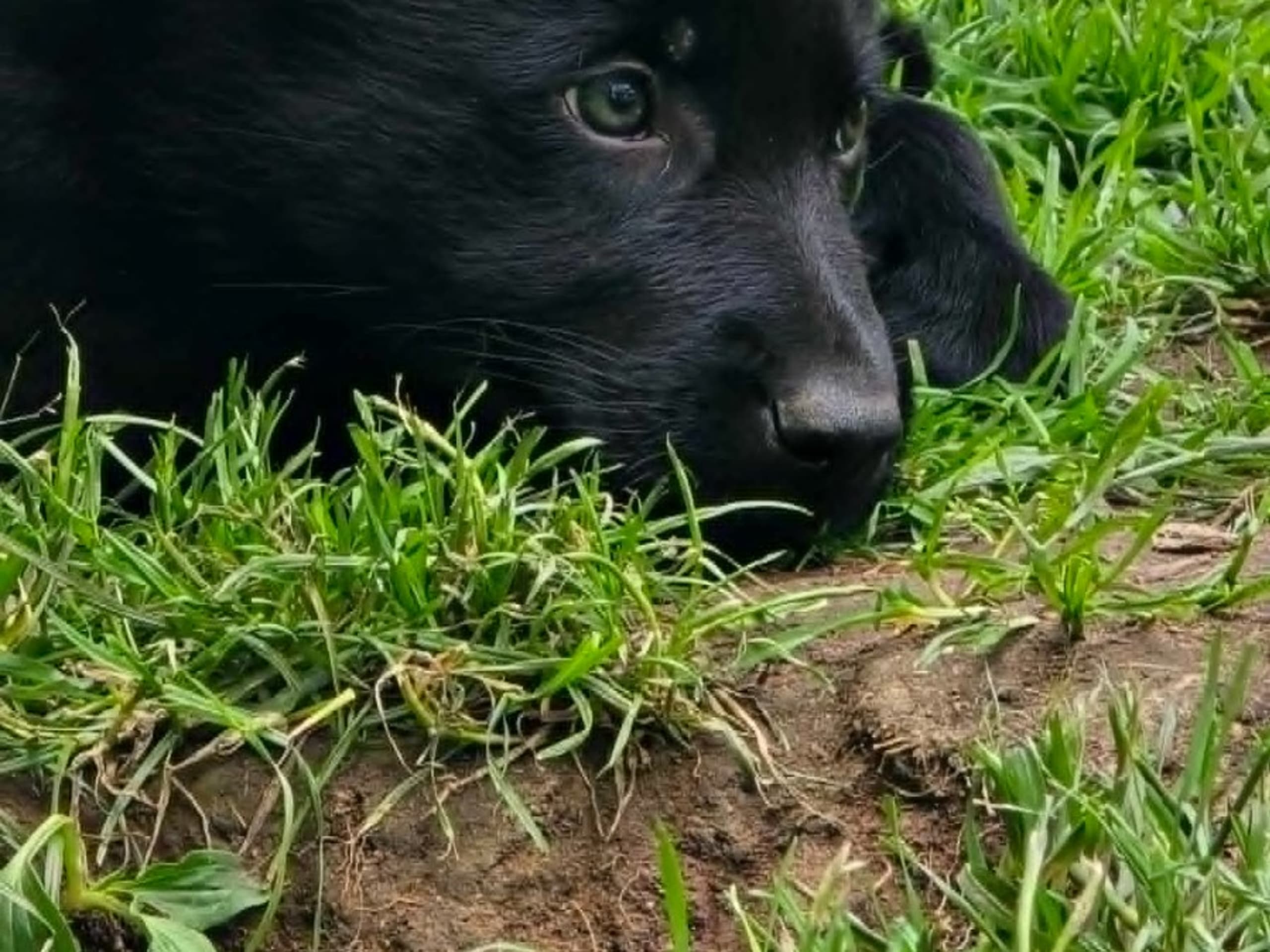 Tysk Schäferhund · Vallåkra · Incidents