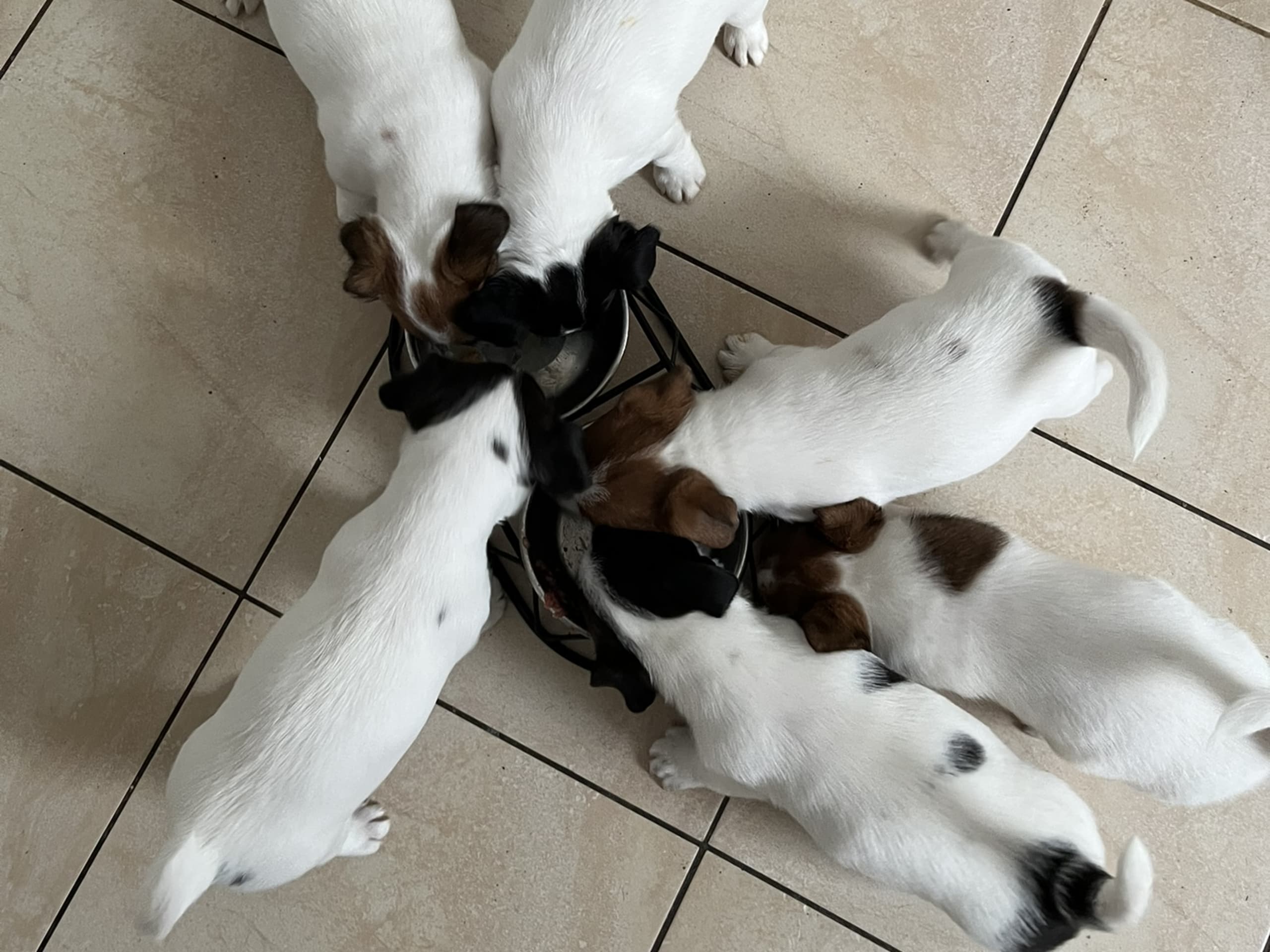 Cahabas