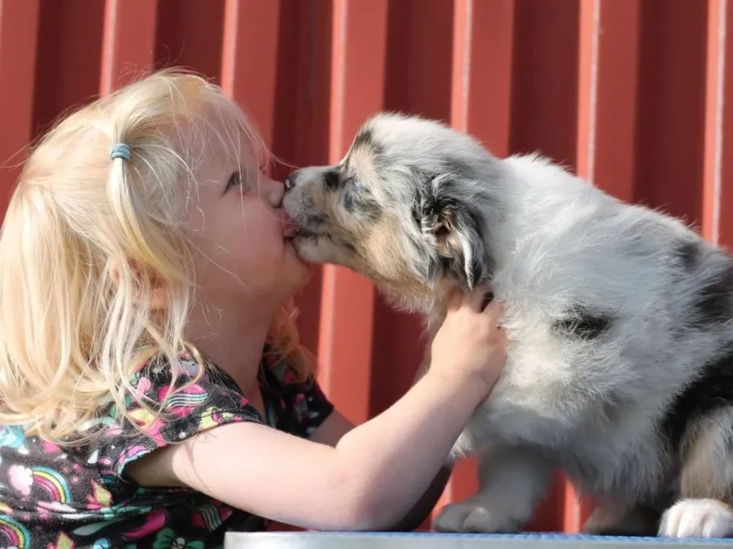 Australian Shepherd · Ullared · Dragonora