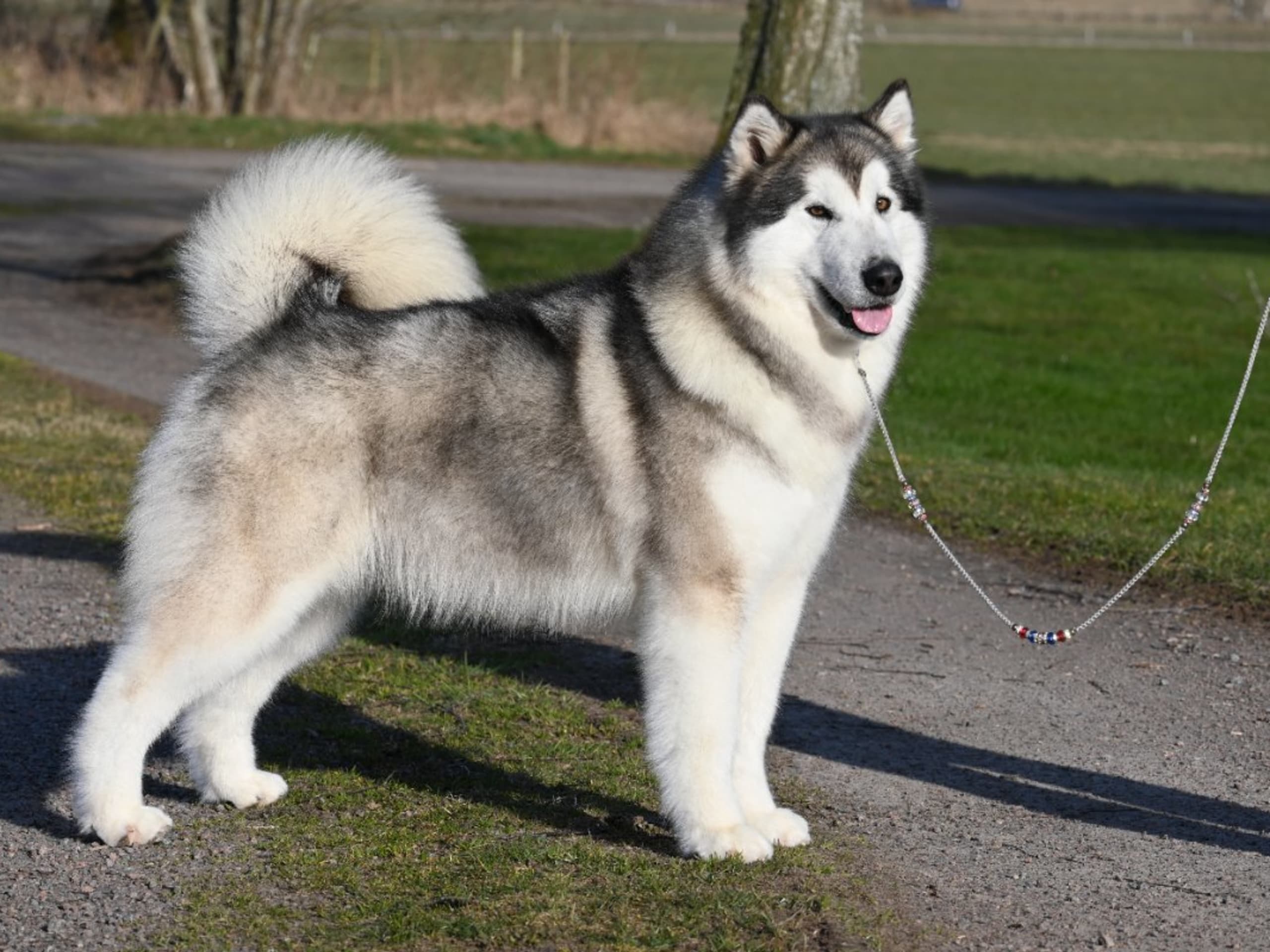 Alaskan Malamute · örkelljunga · Spotty Dot's
