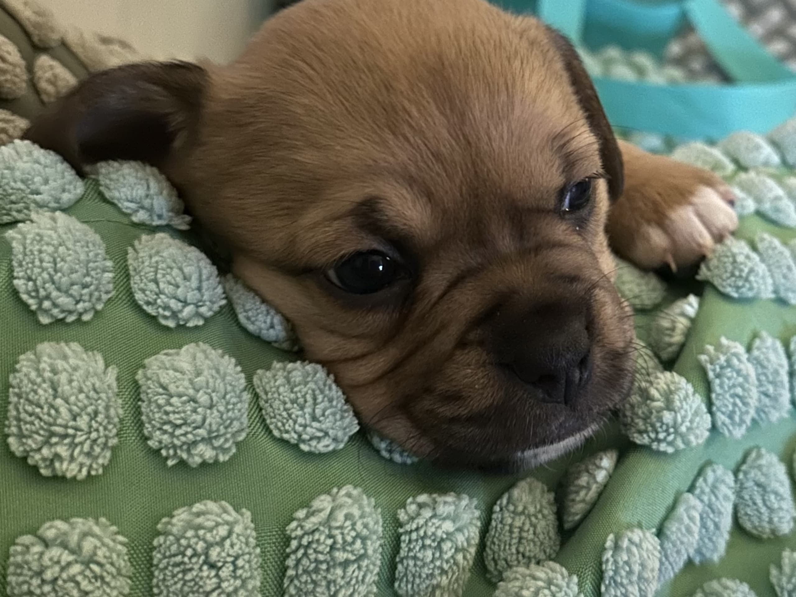 Fransk bulldog och Australiensisk Sheperd · Karlstad · Mia A.