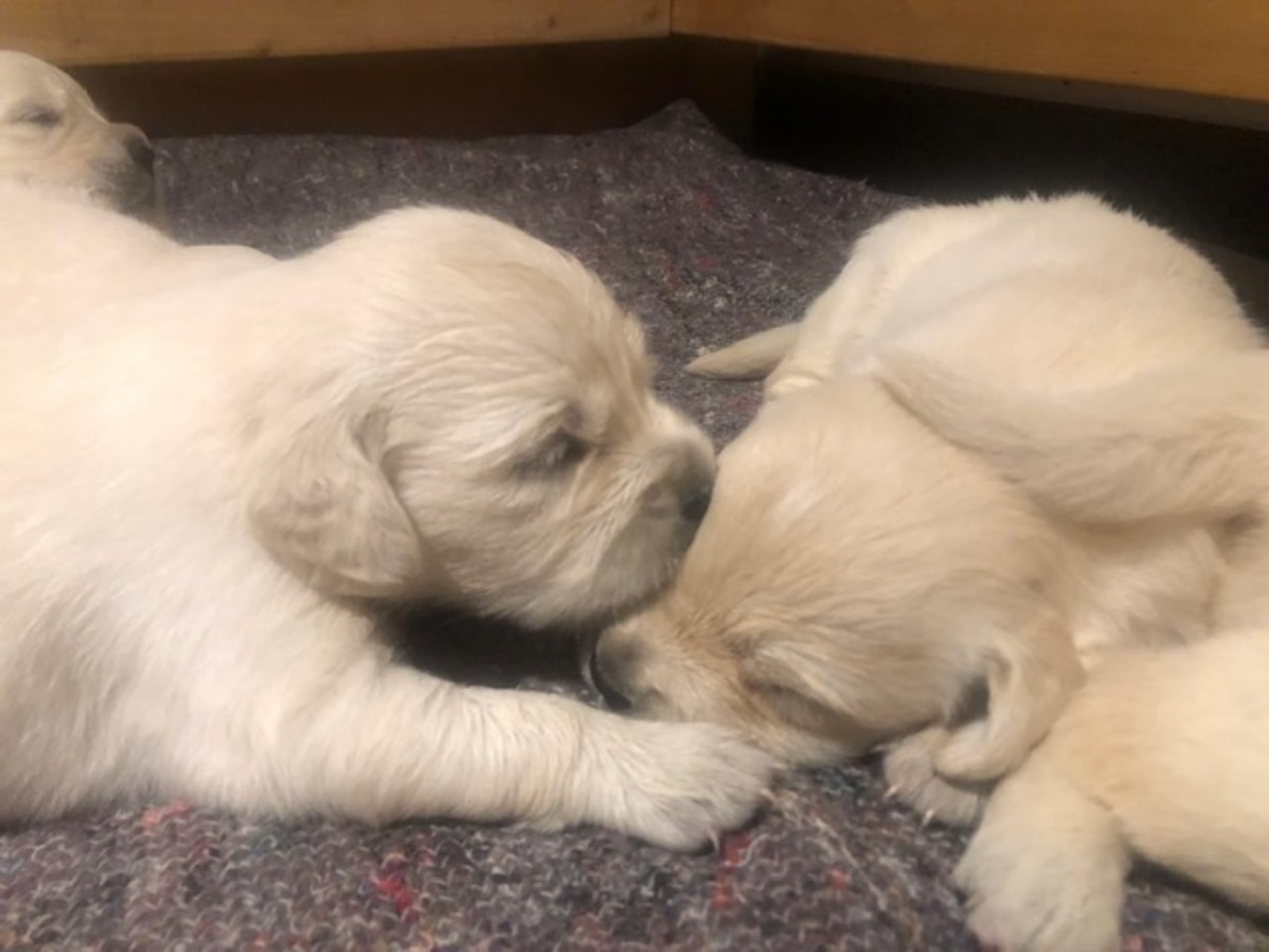 Golden retriever · Valbo · Good Pal's