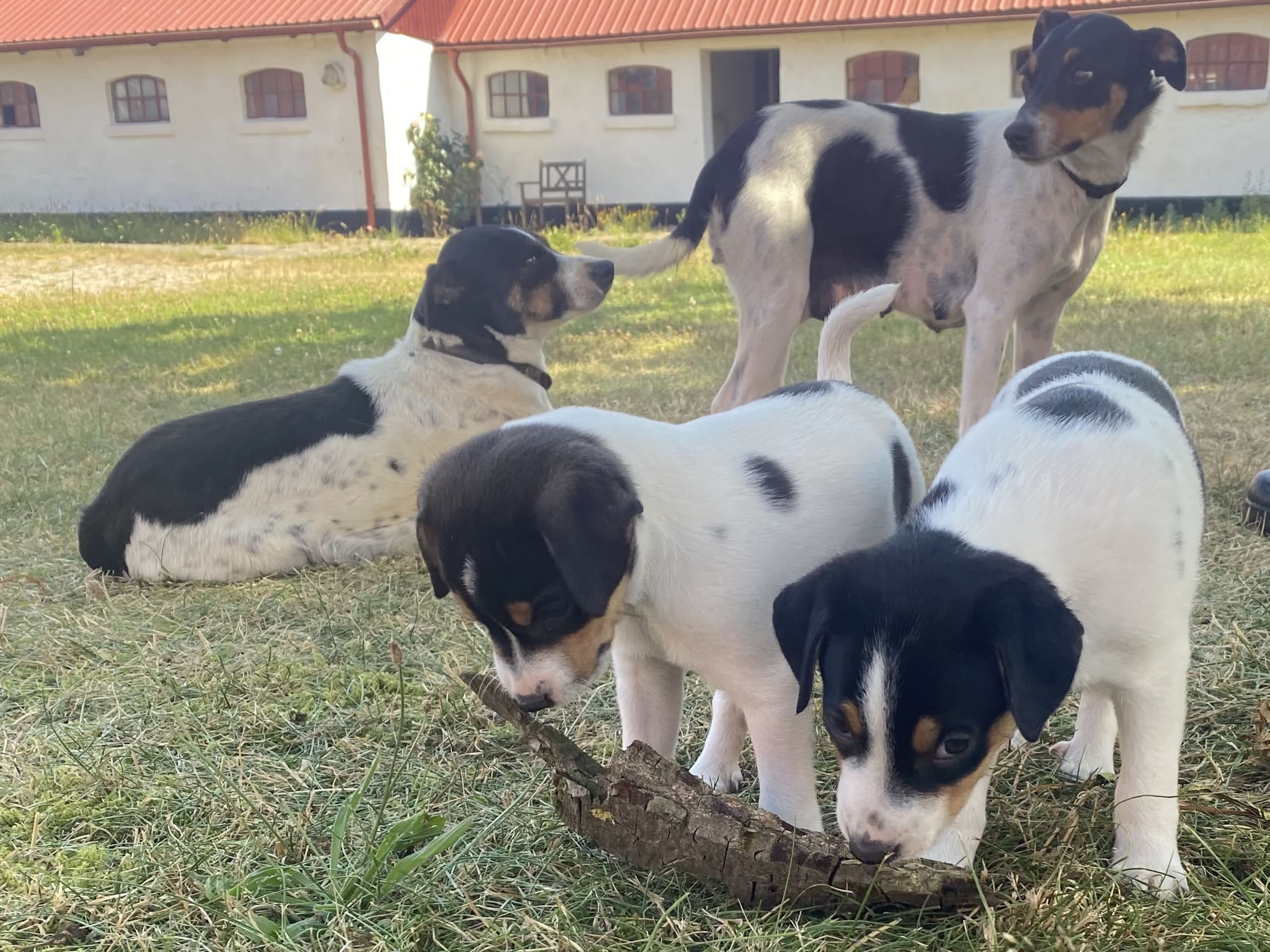 Danish Swedish Farmdog · Hjørring · Arne Mejlhede