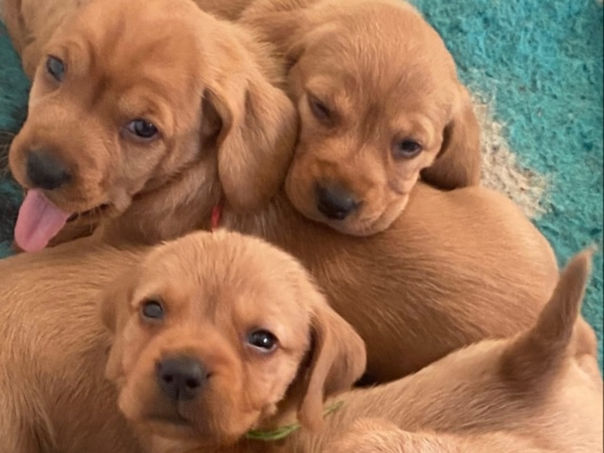 Basset fauve de Bretagne · Vollsjö · Engsbron's