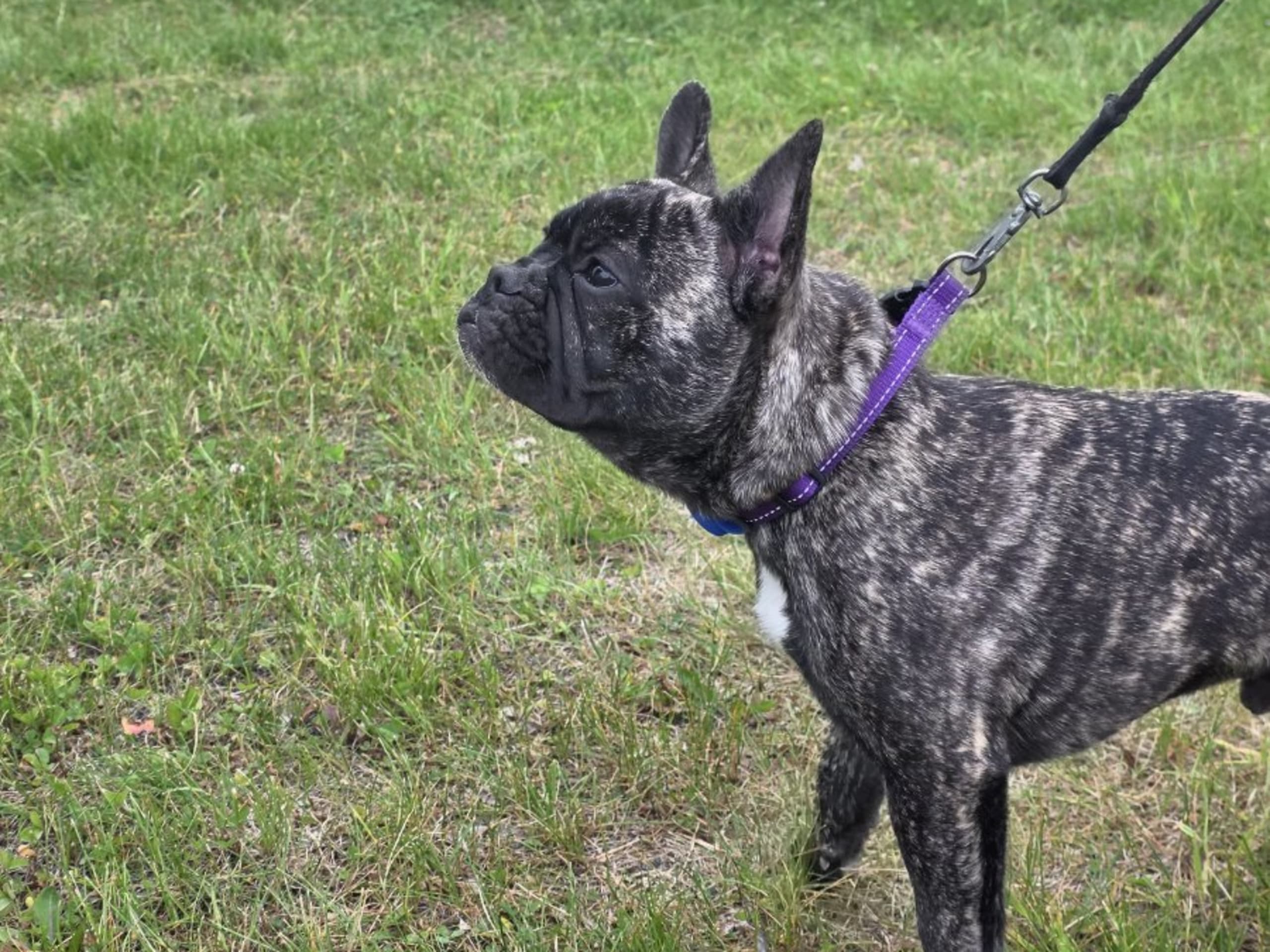 Fransk bulldogg · Skinnskatteberg · Little Hooligans