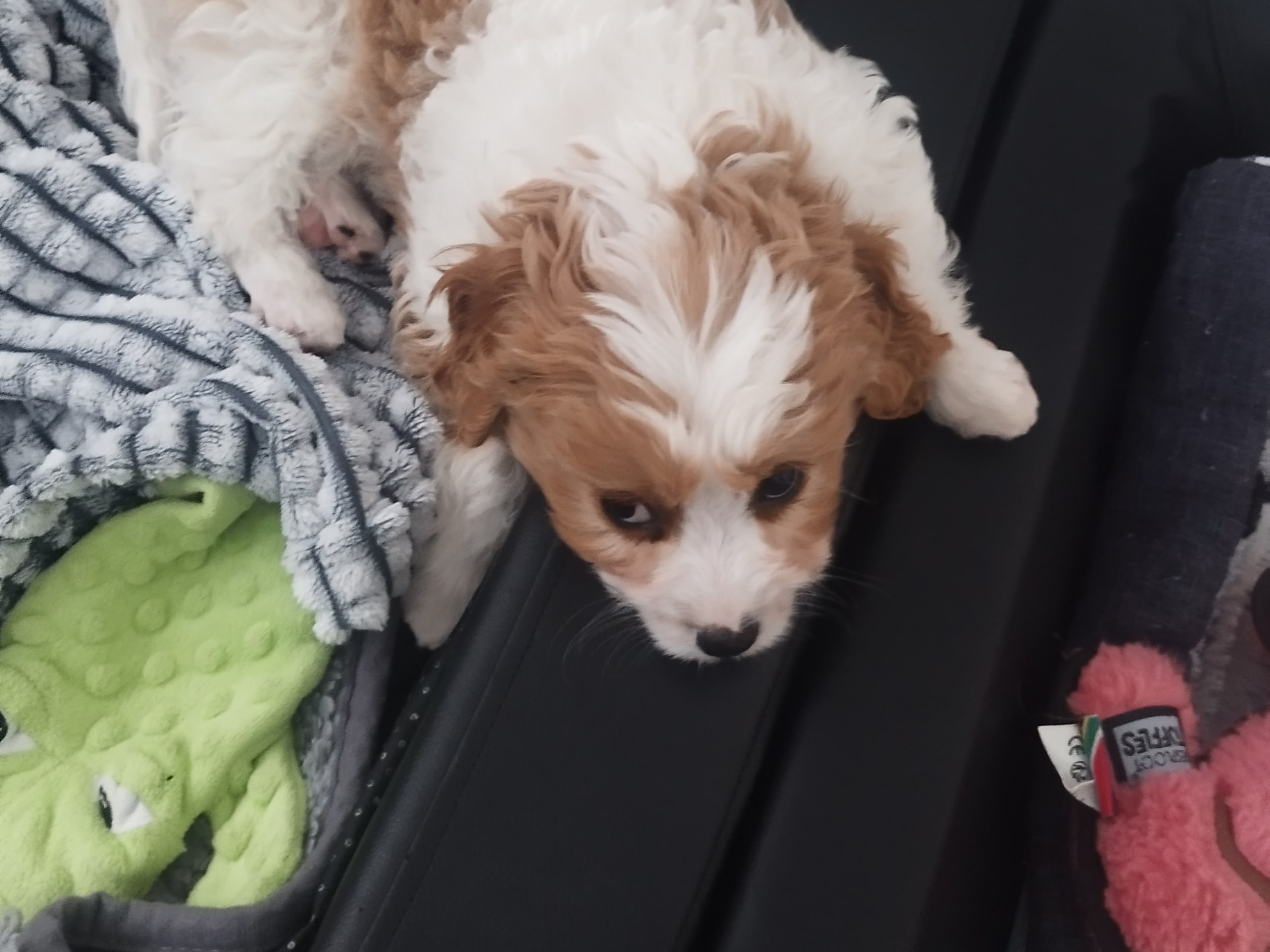 Hjortkvarns Cavapoo
