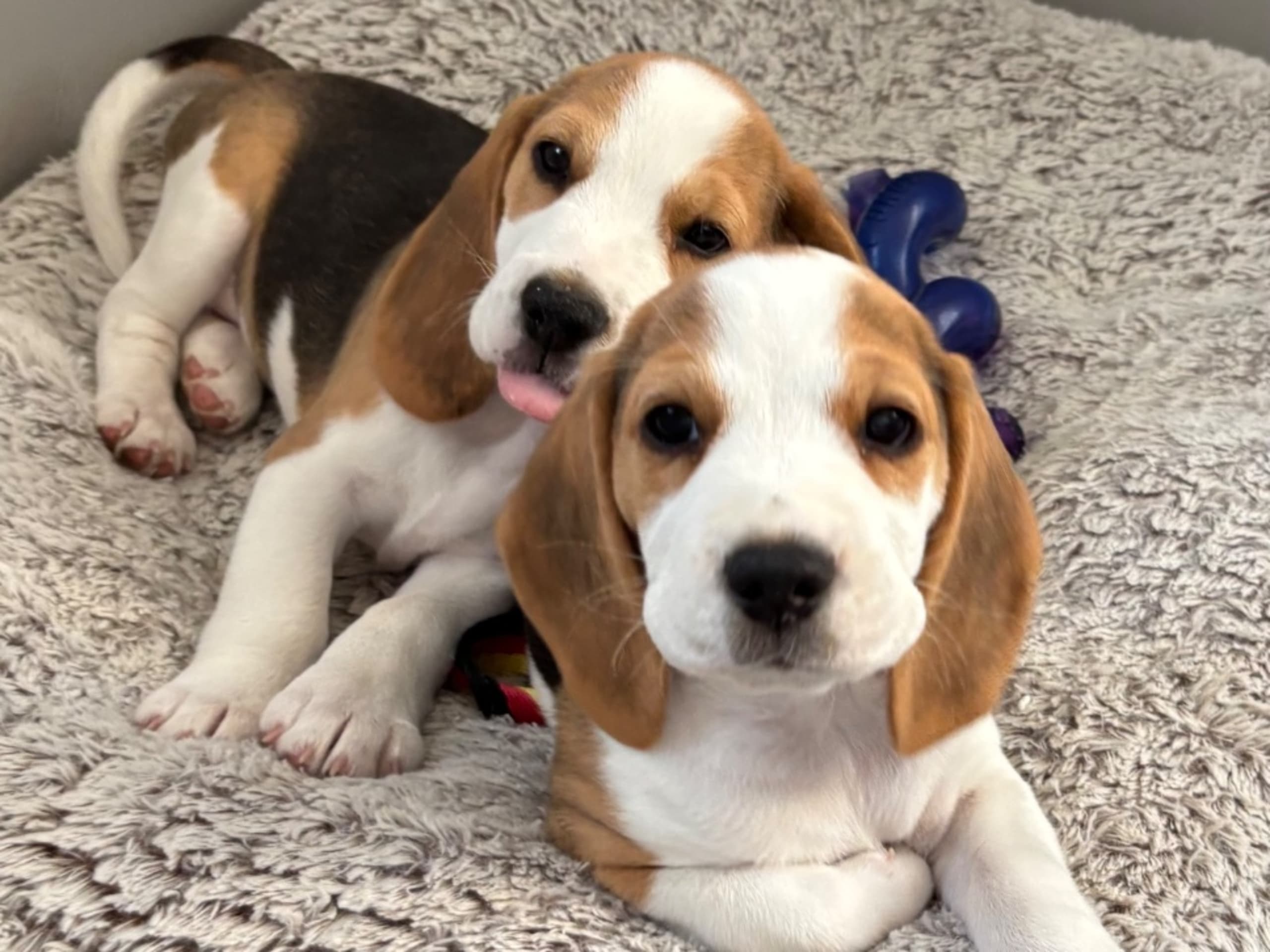 Beagle · Trångsviken · Drafgården