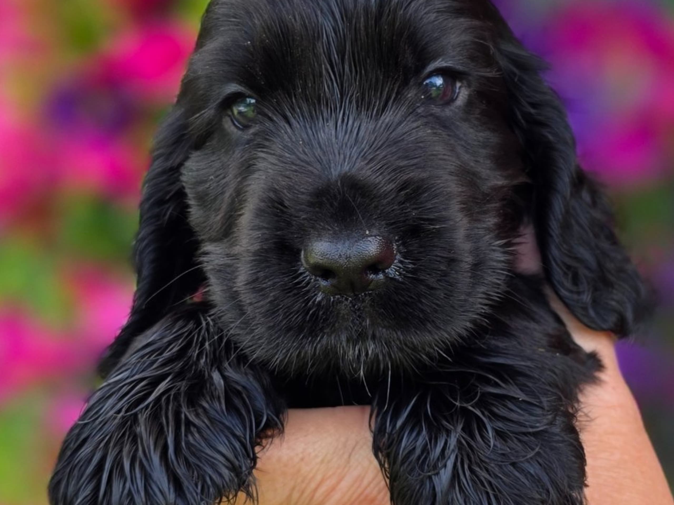 Cocker spaniel · Vikbolandet · Liljeblomman's Kennel
