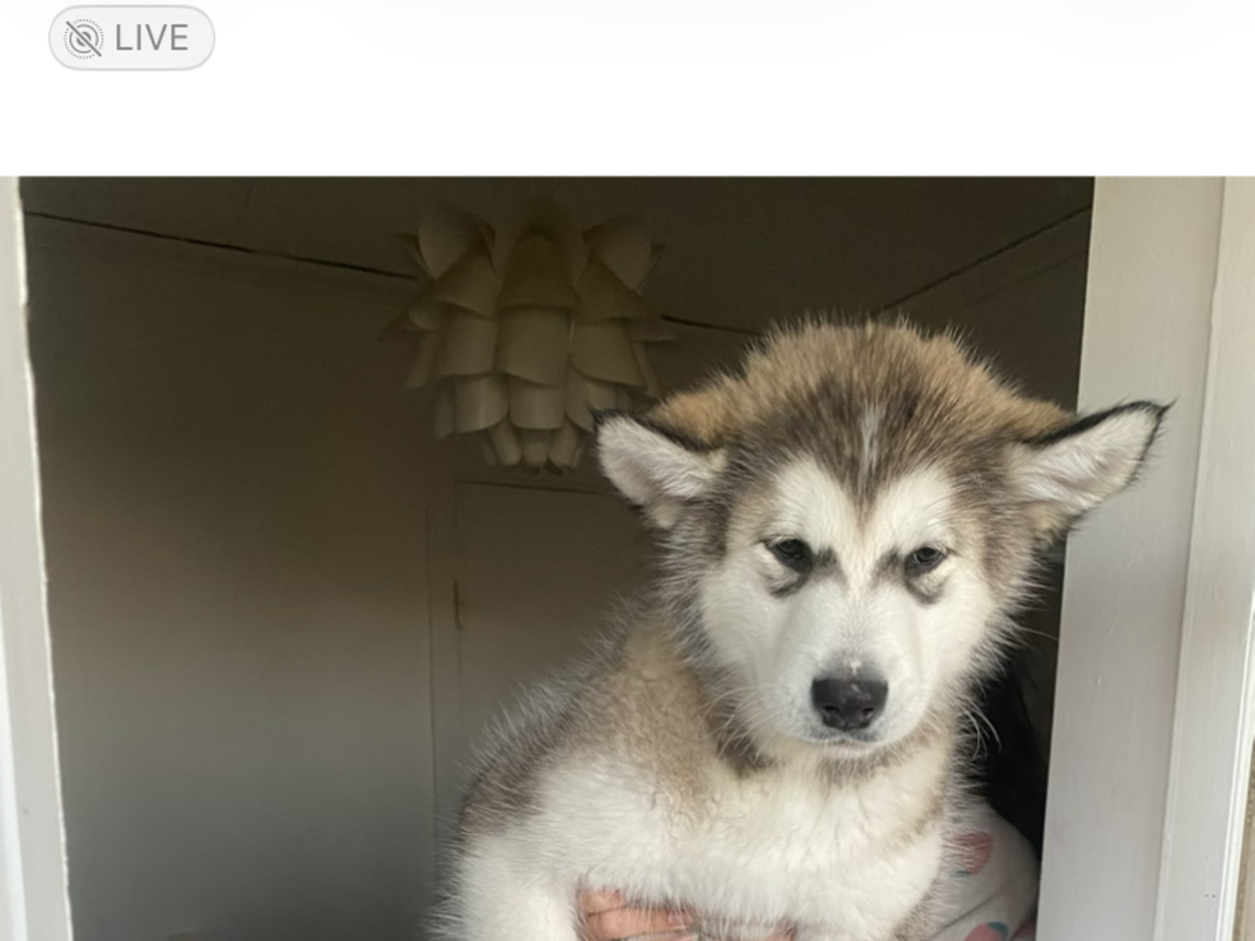 Alaskan malamute · Ankarsvik · Alaska malamute