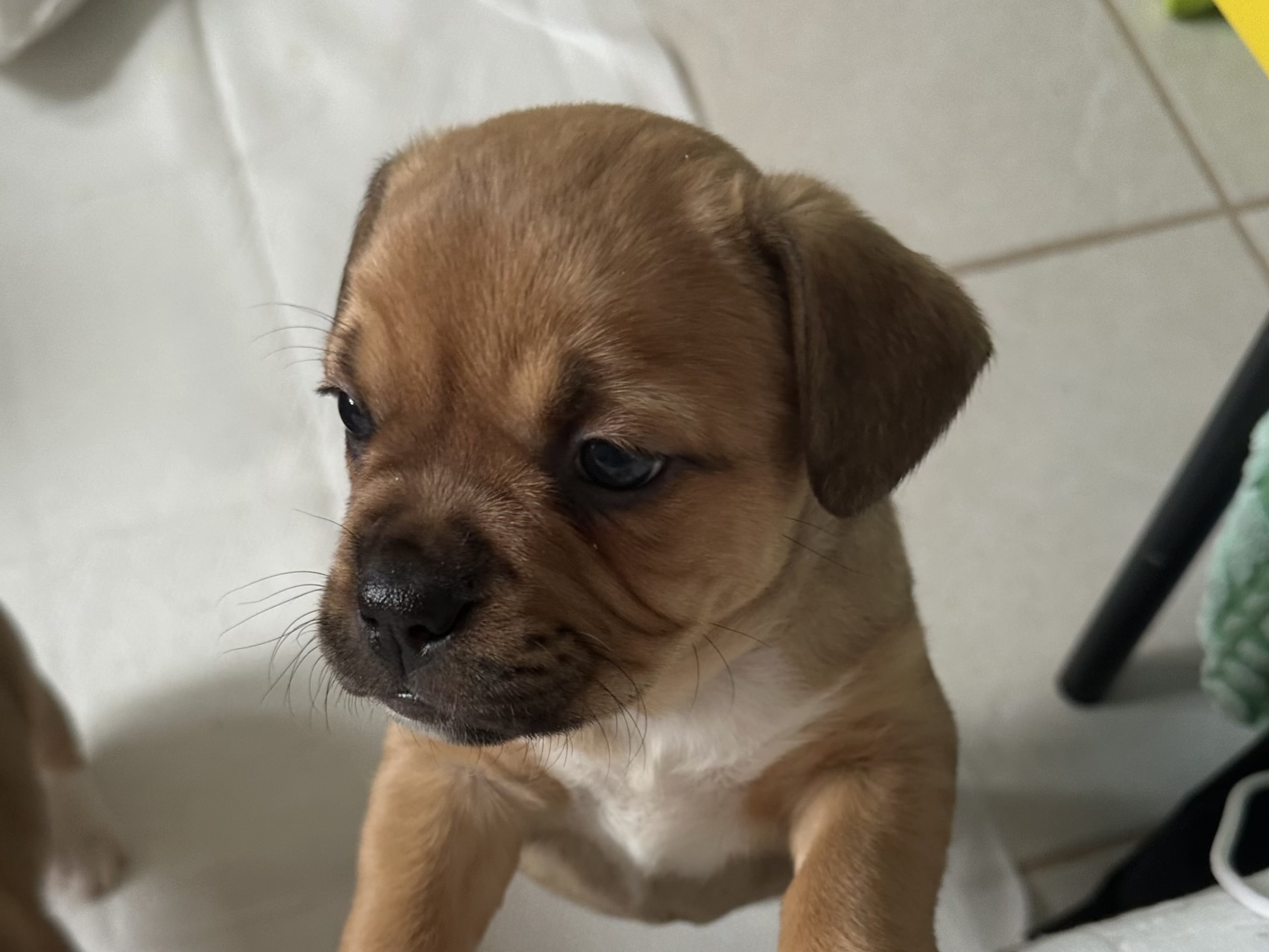 Fransk bulldog och Australiensisk Sheperd · Karlstad · Mia A.