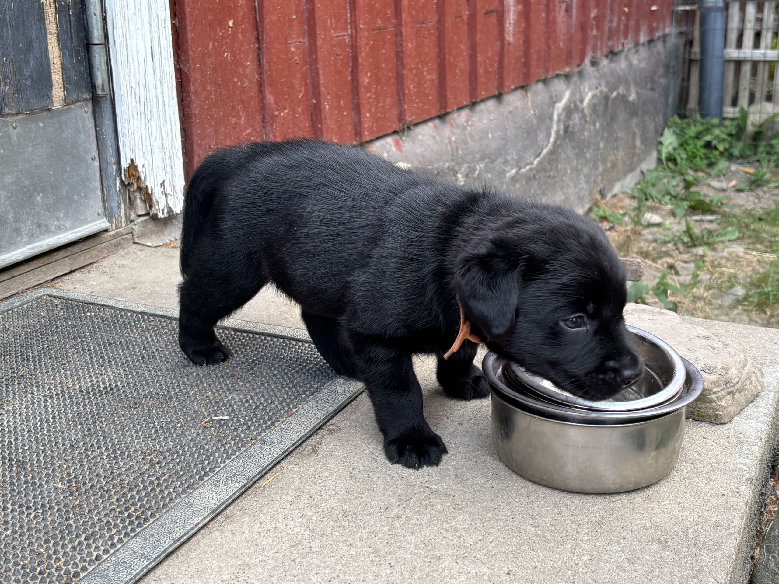 Labrador retriever · Lövestad · Sheep Trix