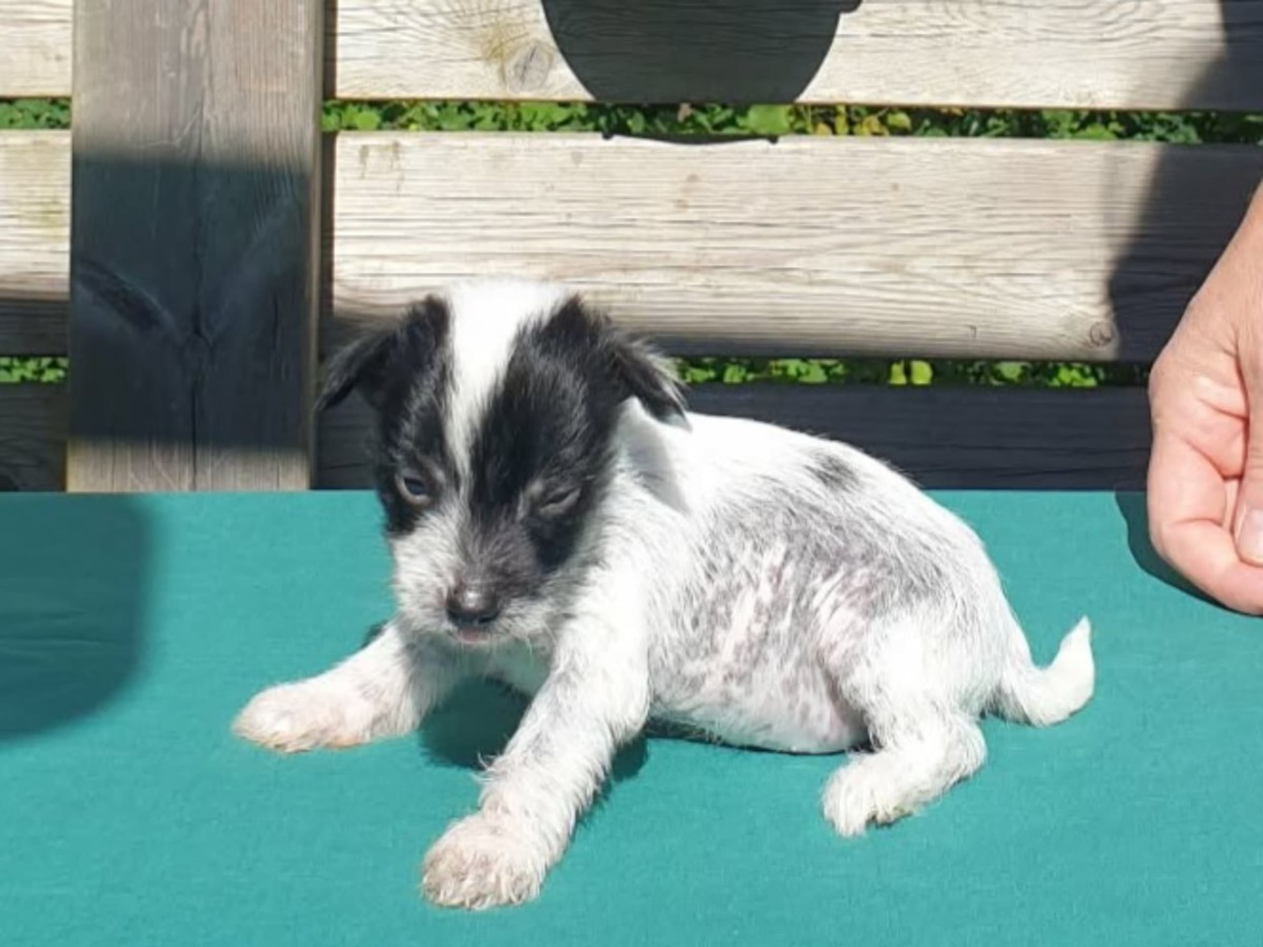 Chinese crested dog · Brålanda · Frenja