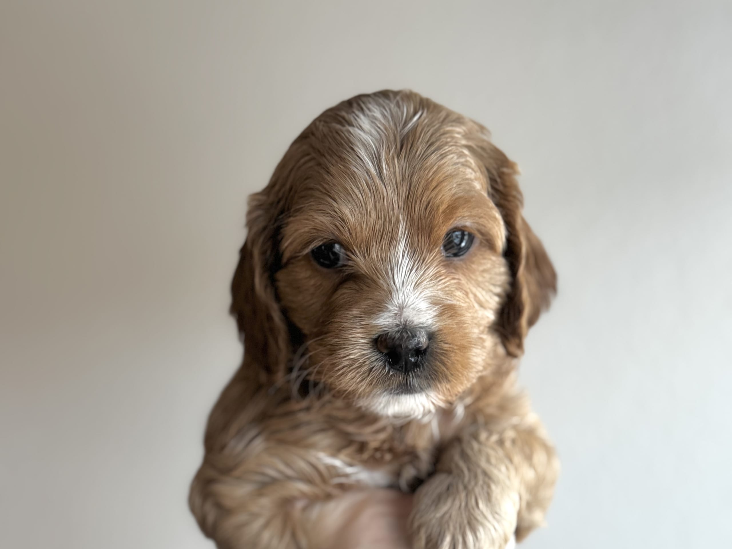 Royalcockerpoo