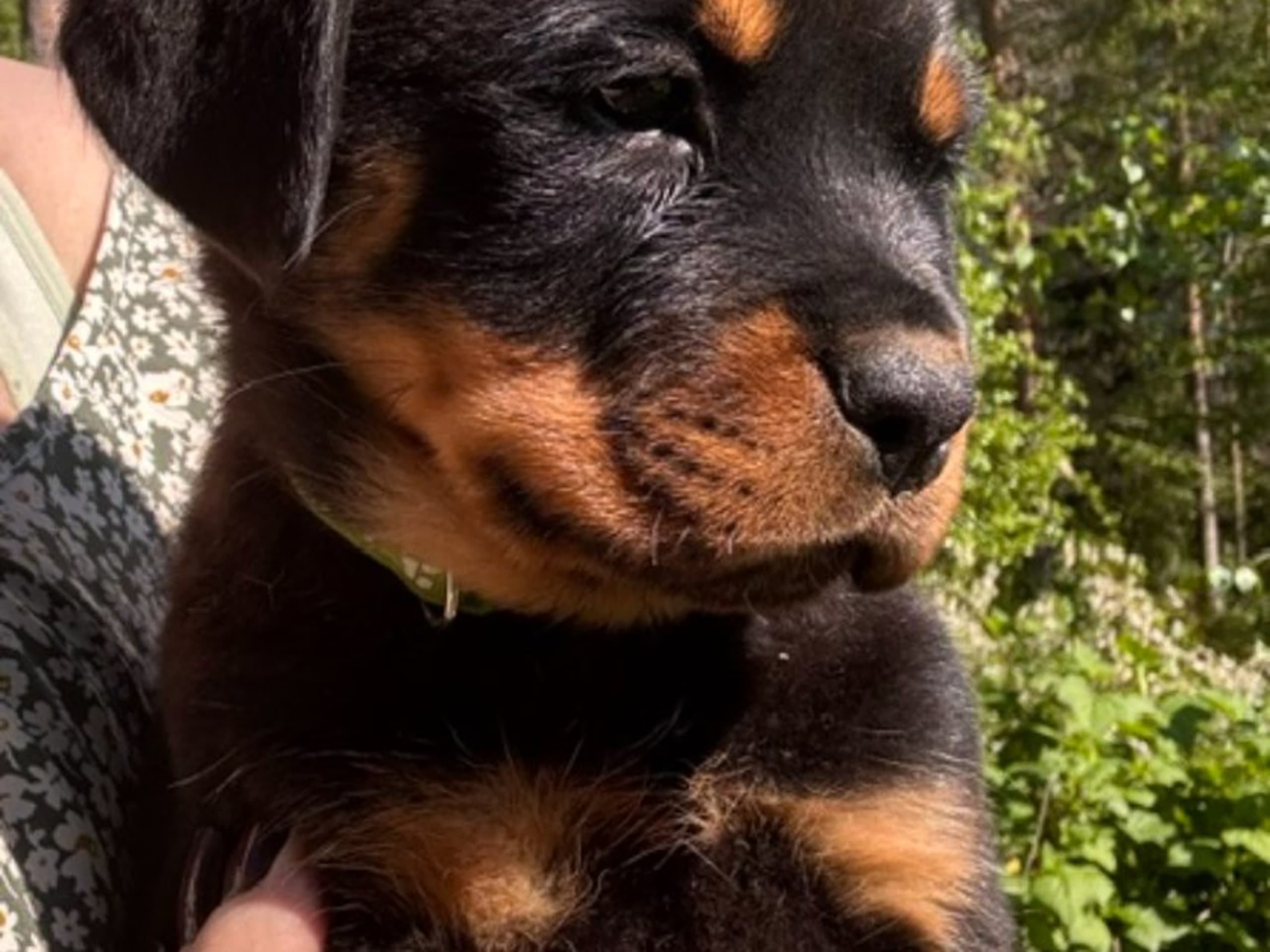 Rottweiler · Kåge · Nordkalottens
