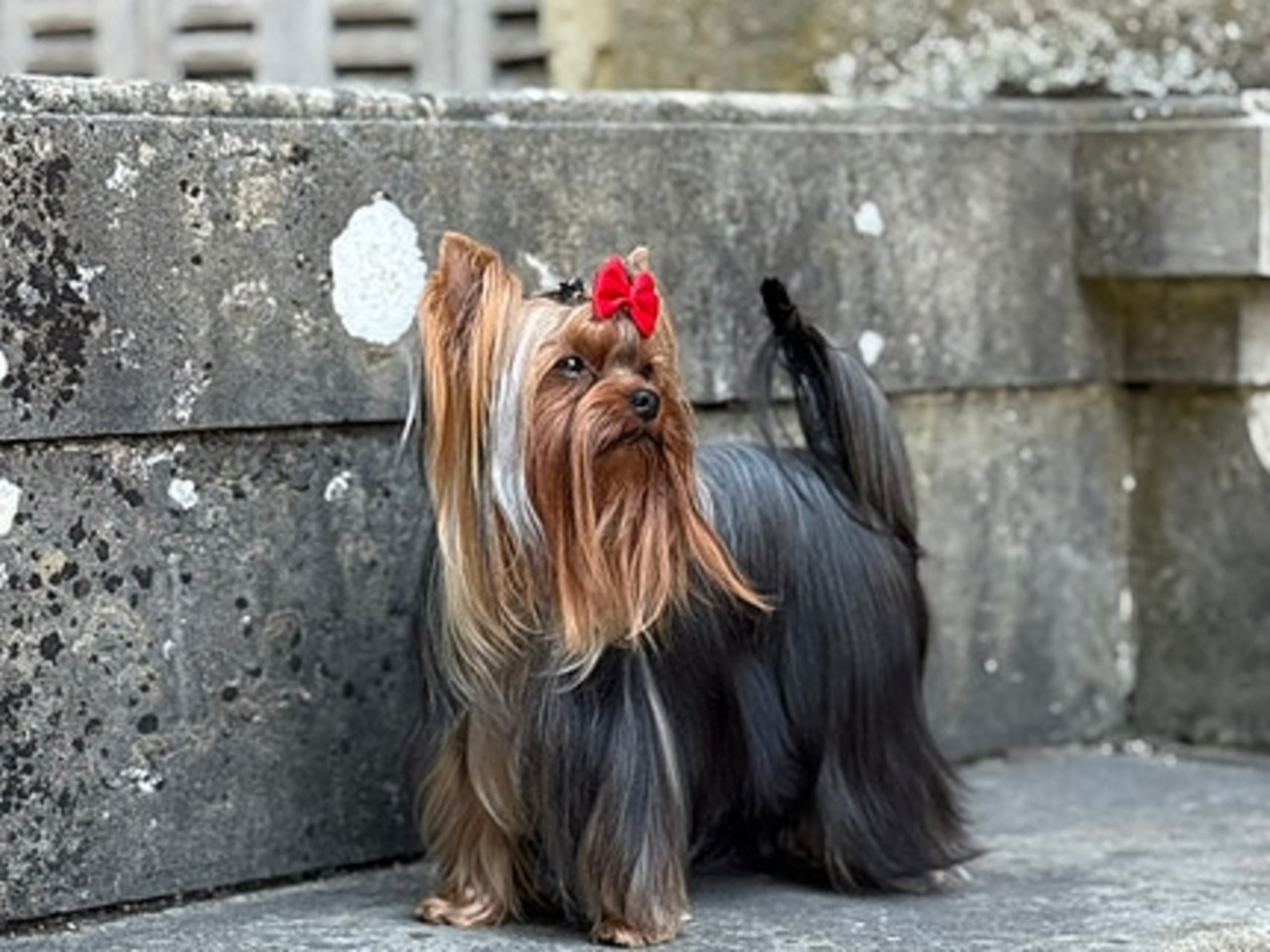 Yorkshireterrier · Oslo · Anna Victoria Borge