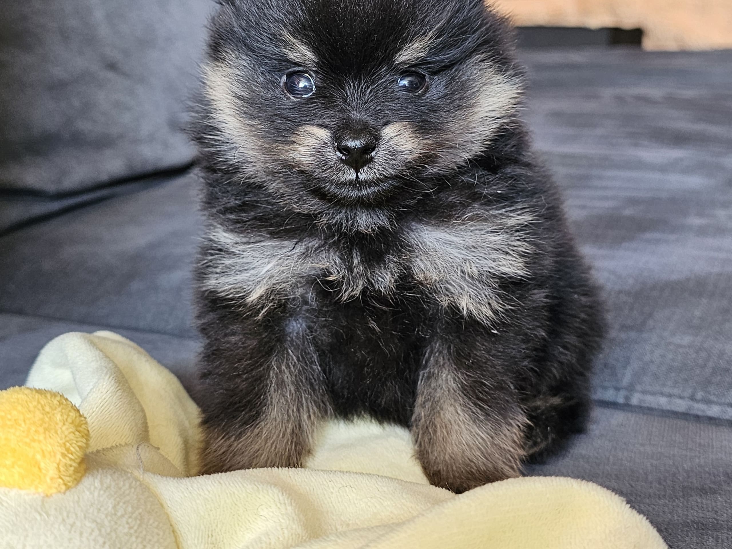 Pomeranian · Enköping · Pomsik Rakaaig