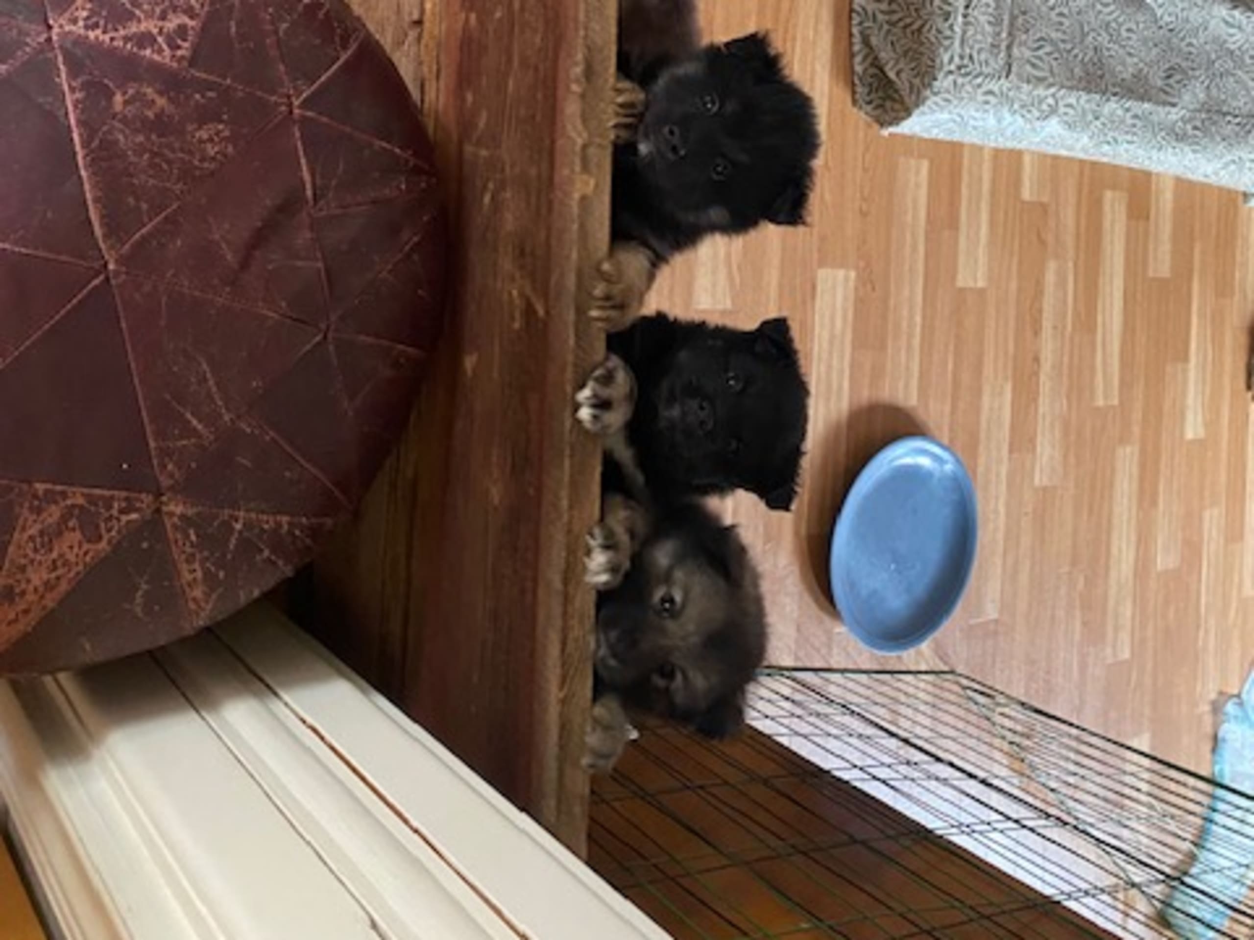 Finnish Lapphund · Vallentuna · Bibbi Ranevad