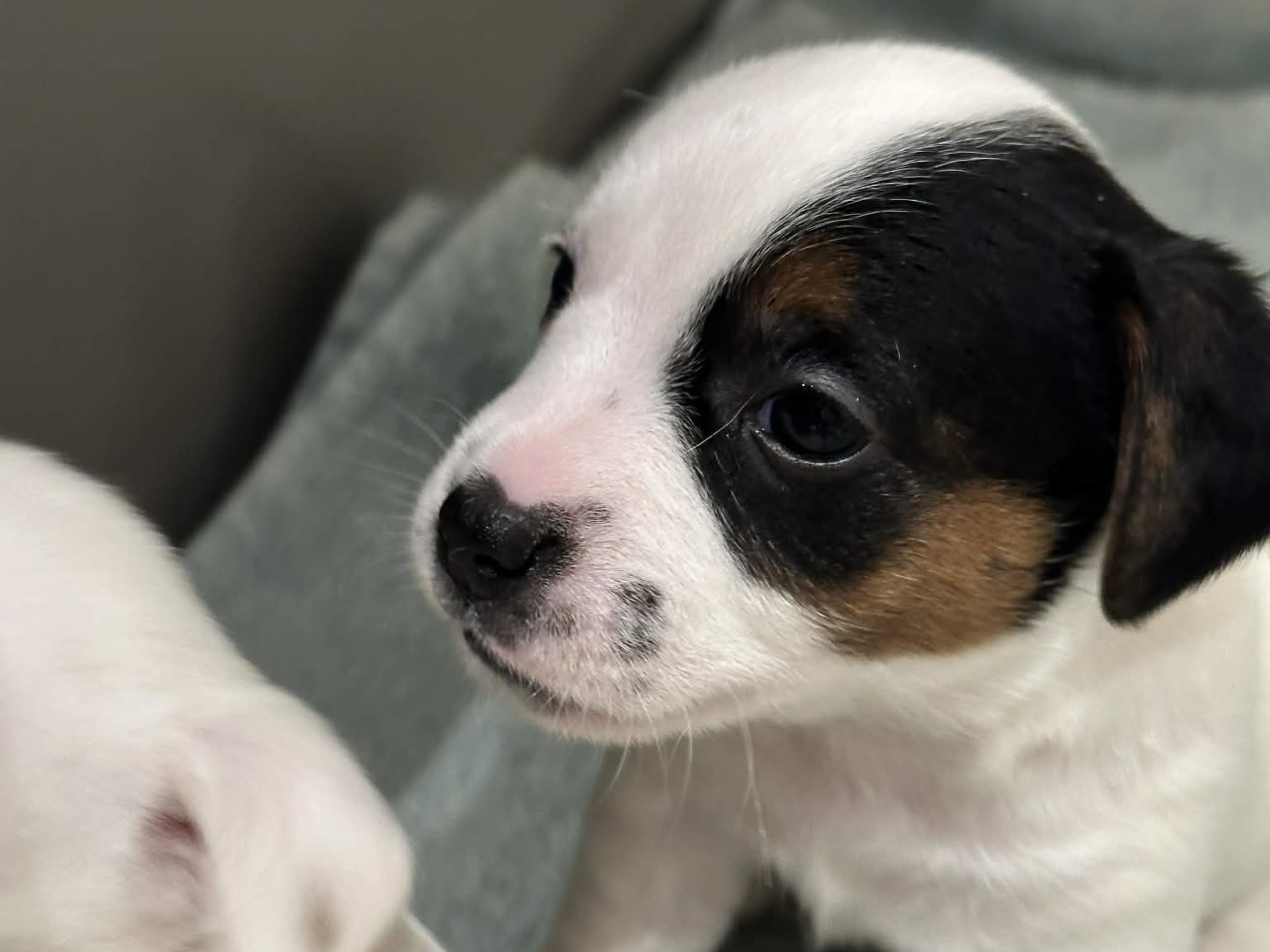 Jack russell terrier · Knivsta · LIMELIGHT Kennels