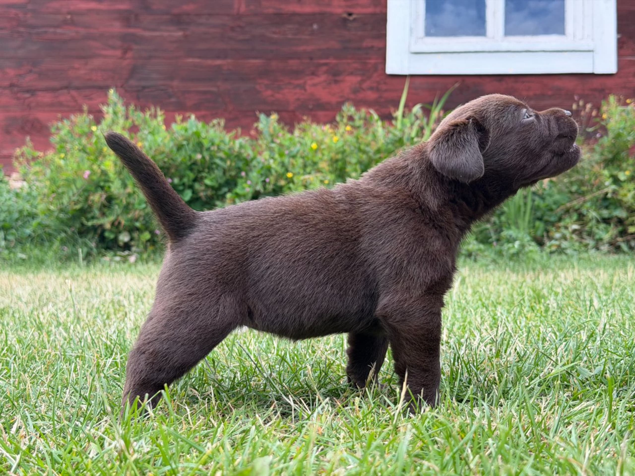 Labrador retriever · Vagnhärad · Unbridled Unicorn