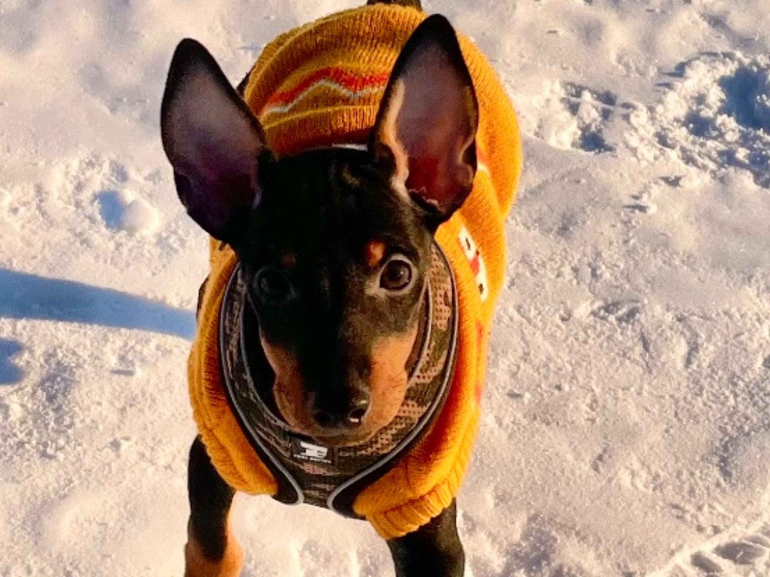 English Toy Terrier · Bromma · winsome flames