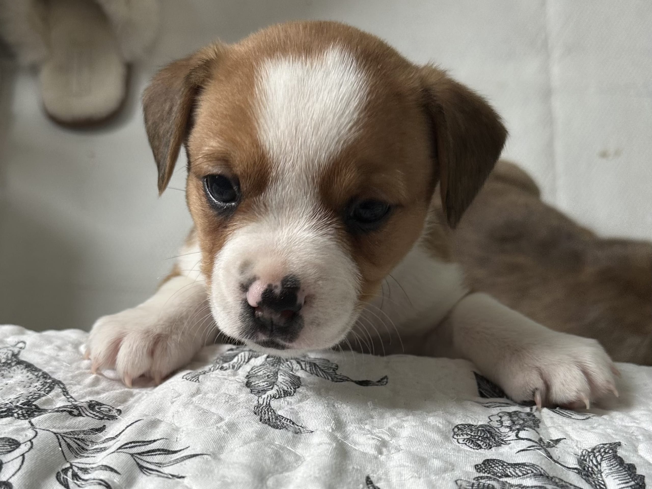 Fransk bulldog och Australiensisk Sheperd · Karlstad · Mia A.