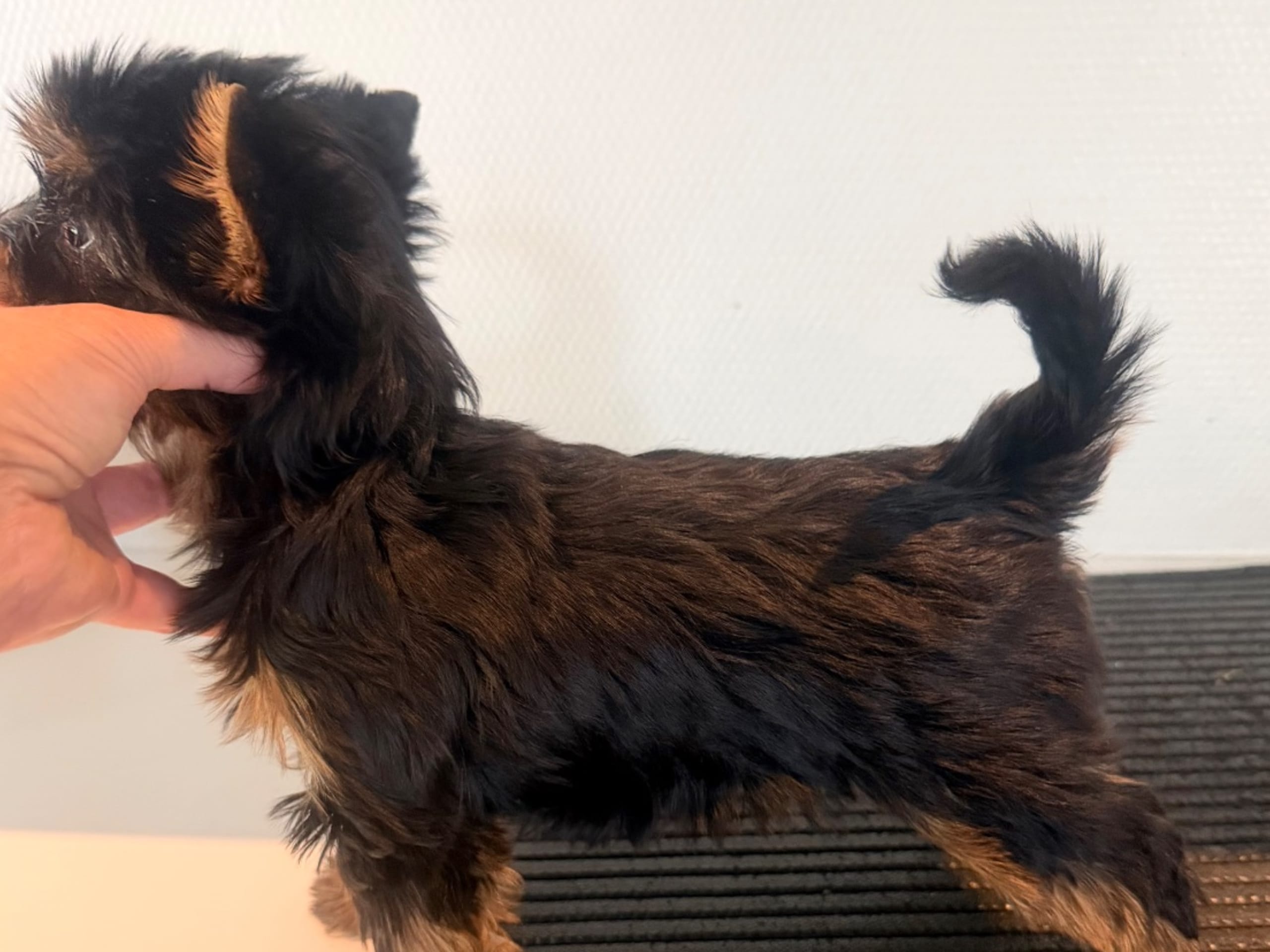 Yorkshire Terrier · Årjäng · Bokellas