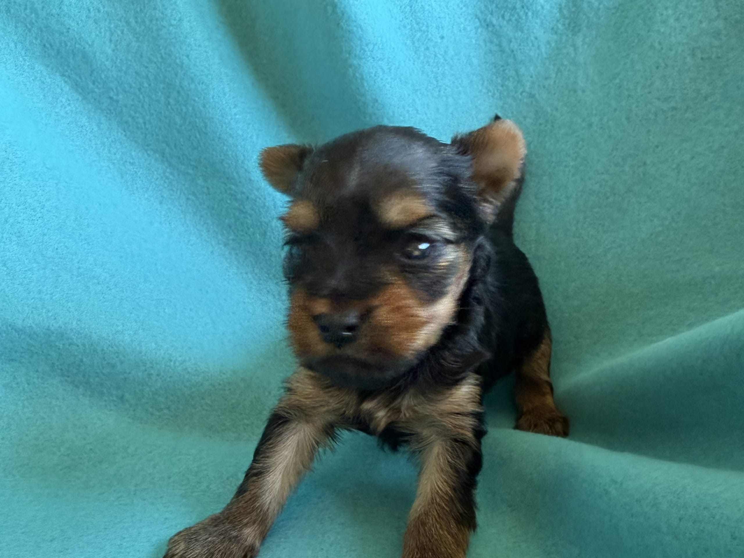 Yorkshire Terrier · Tumba · Patricia P.