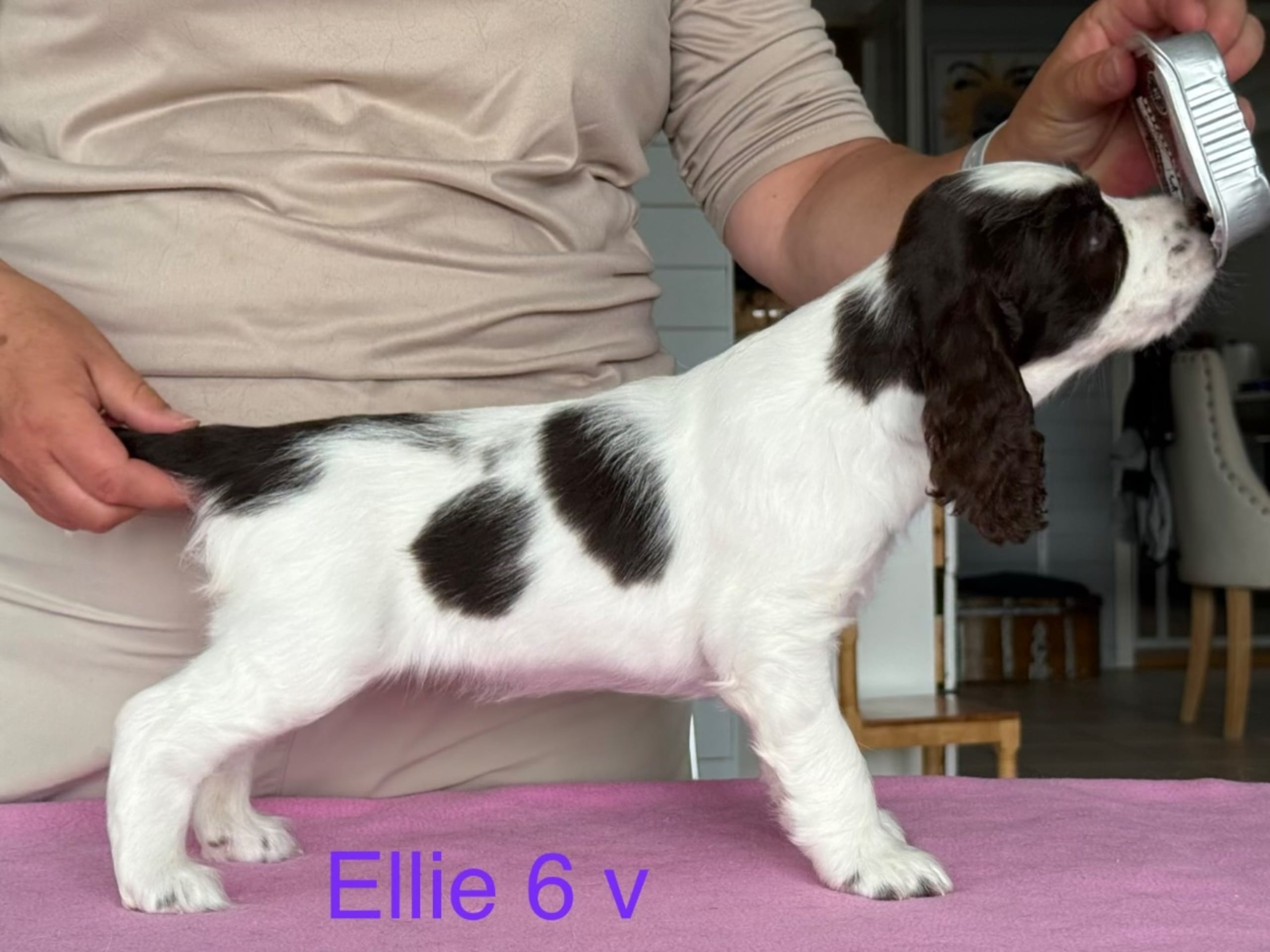 English Springer Spaniel · Njurunda · Yazzpeak's