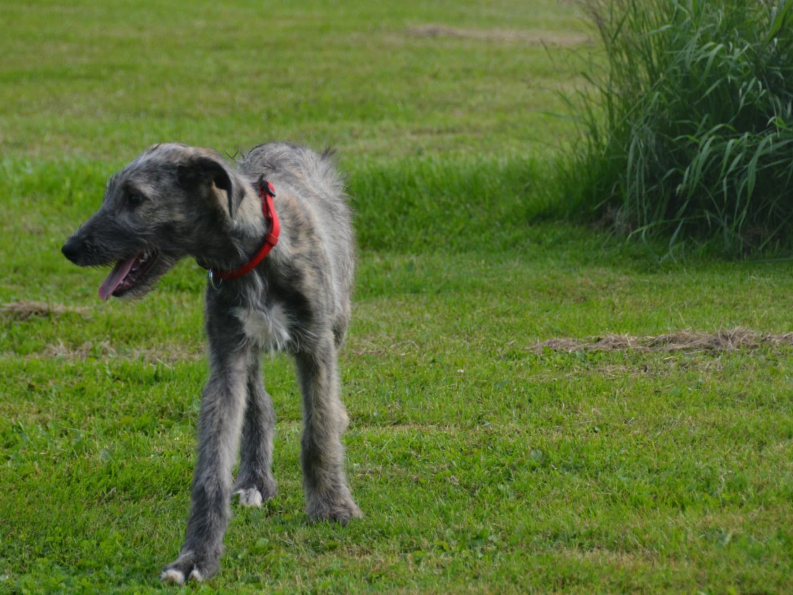 Irish Wolfhound · Stora Levene · Åkerö's