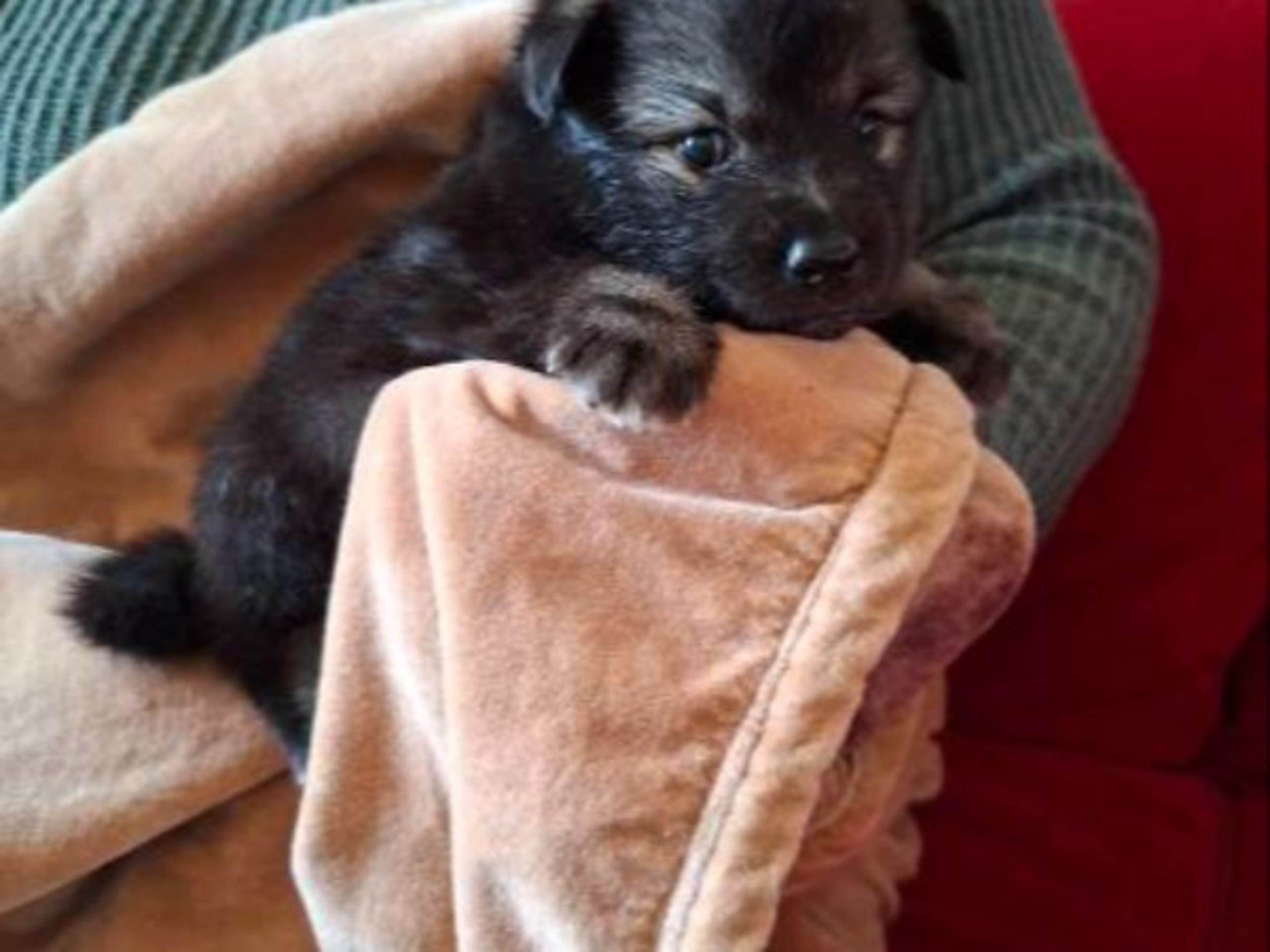 Finnish Lapphund · Vallentuna · Bibbi Ranevad
