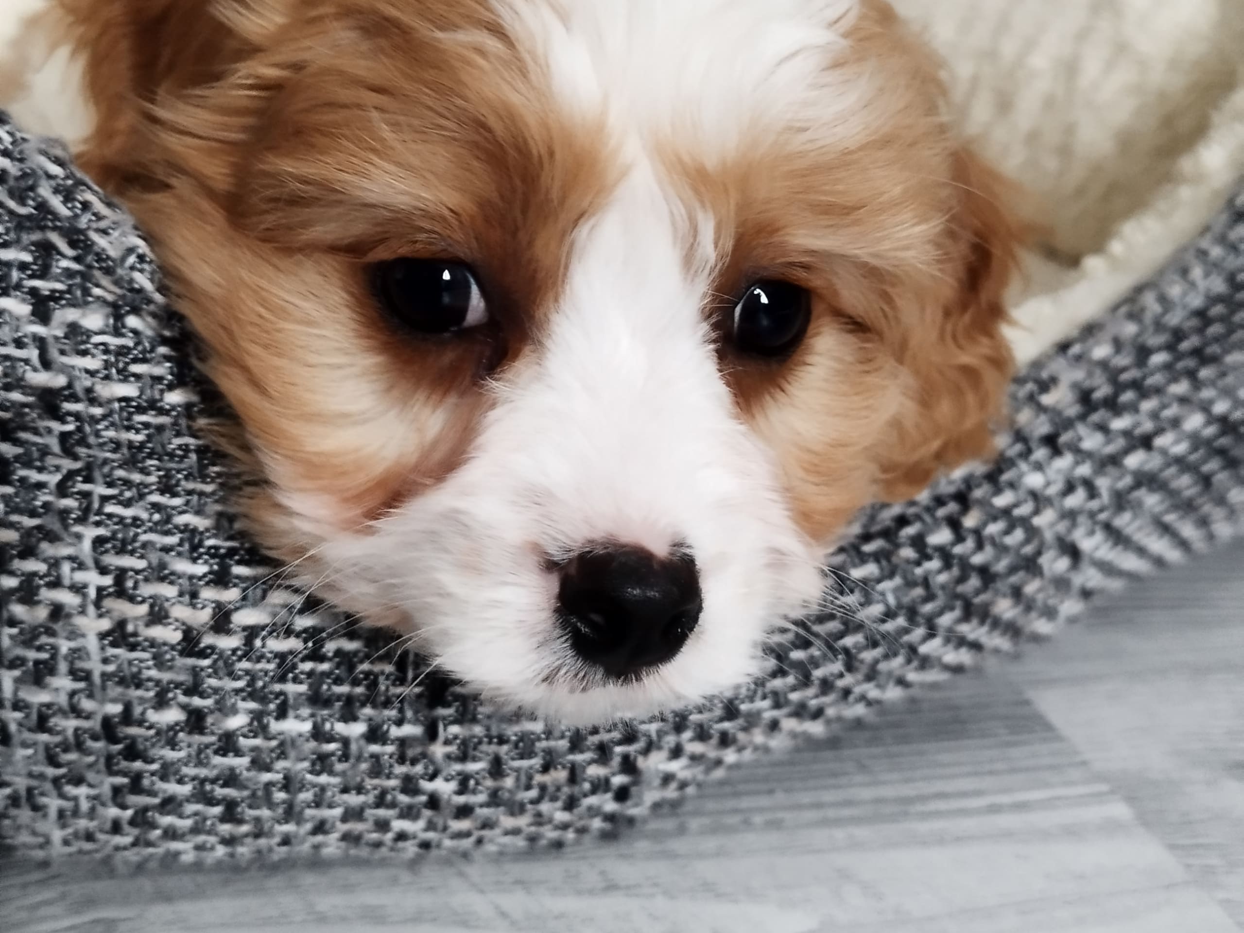 Hjortkvarns Cavapoo