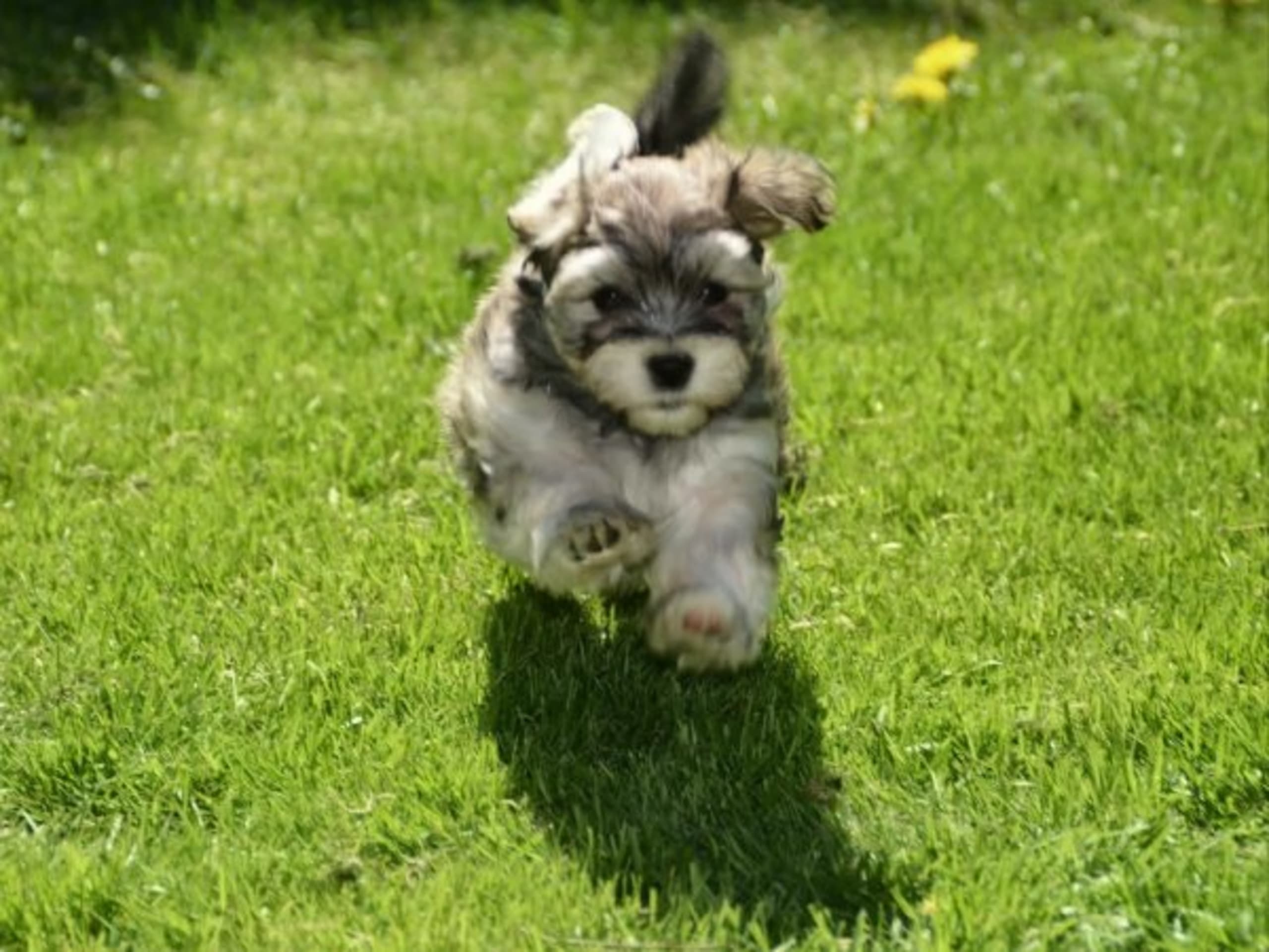 Bichon havanais