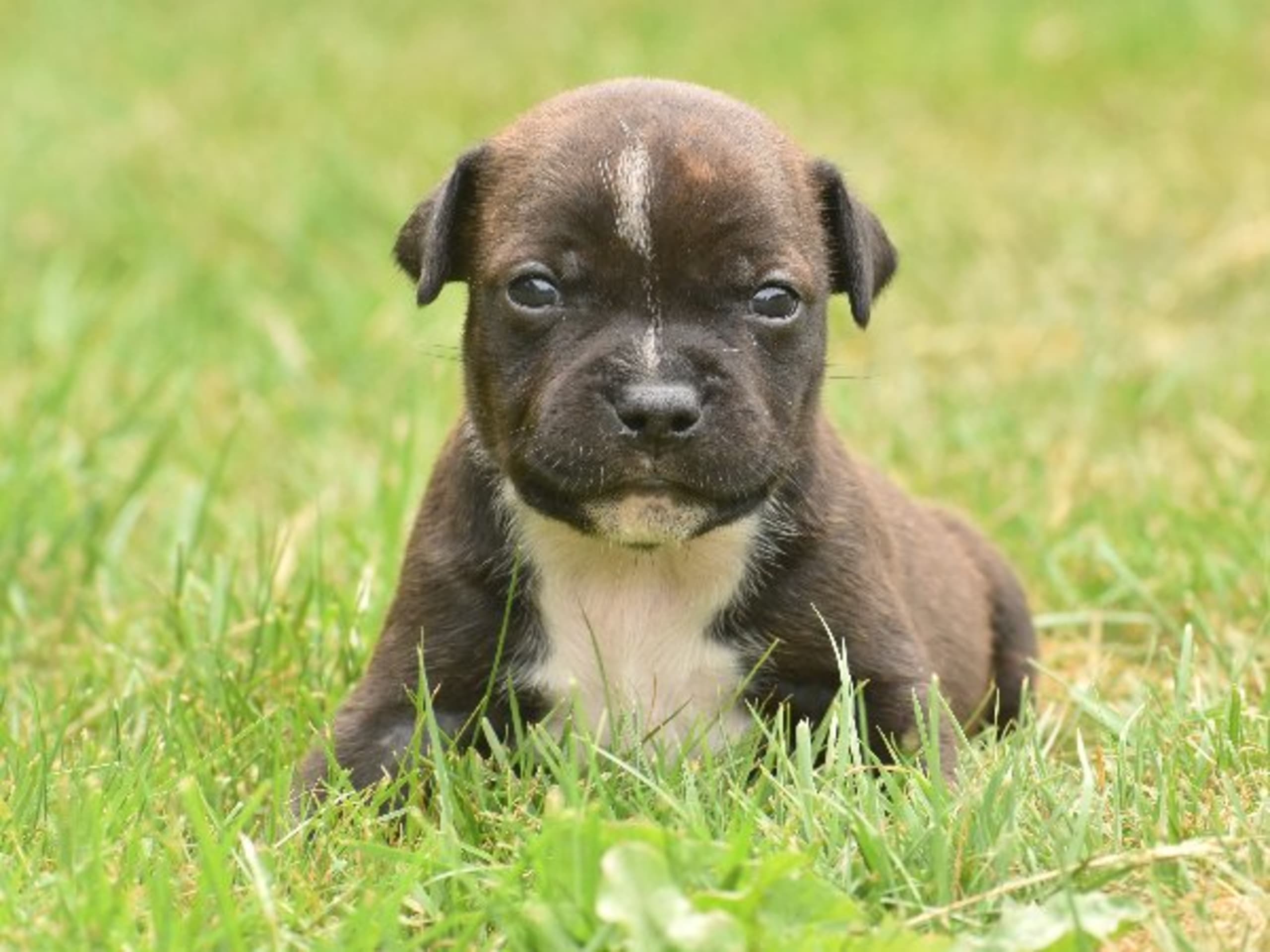 Staffordshire bullterrier