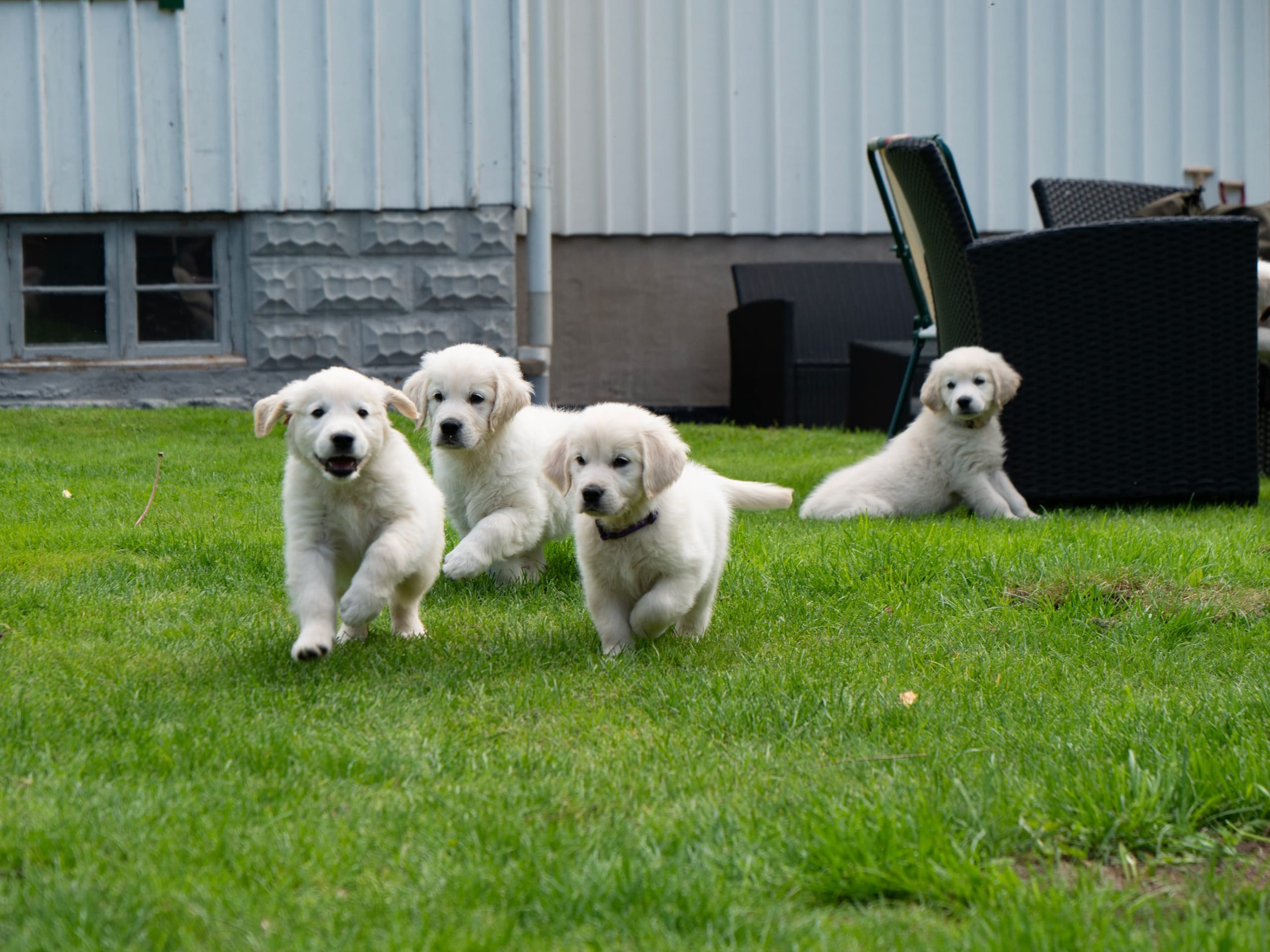 Golden Retriever · Svenshögen · Dream Max