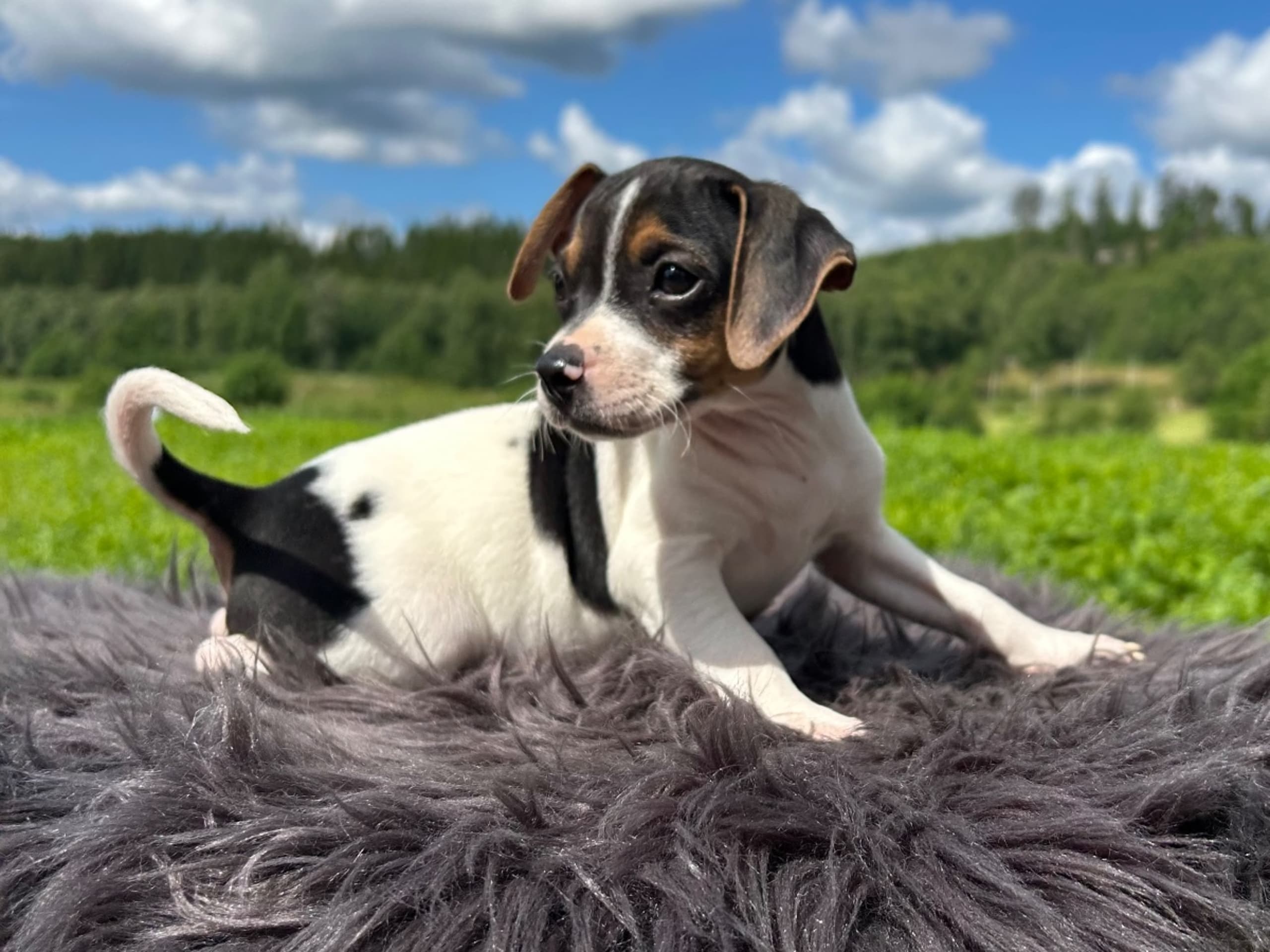 Danish Swedish Farmdog · Älekulla · Lillhovens