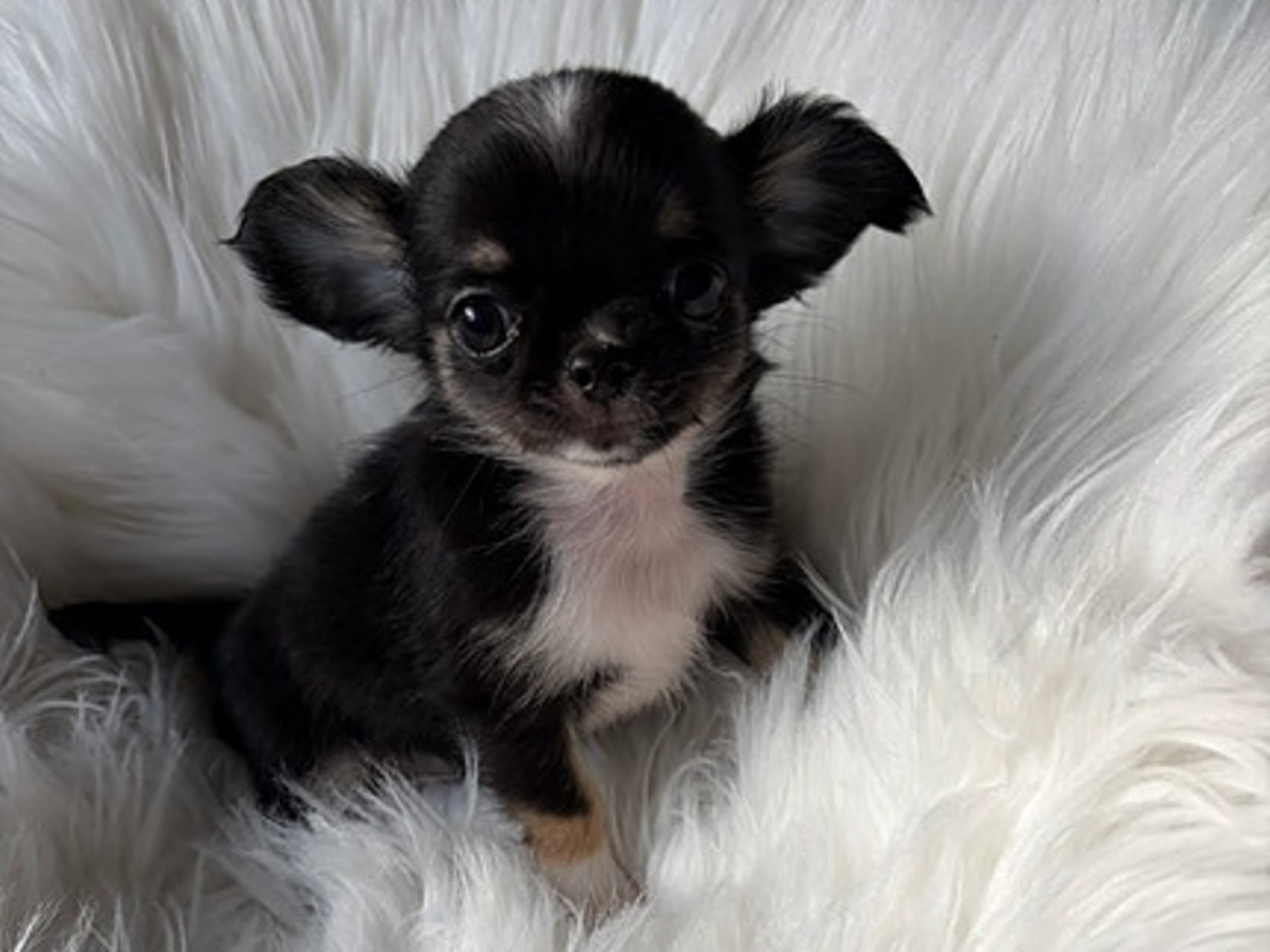 Chihuahua · Jonsvatnet · Sissel Bergdal