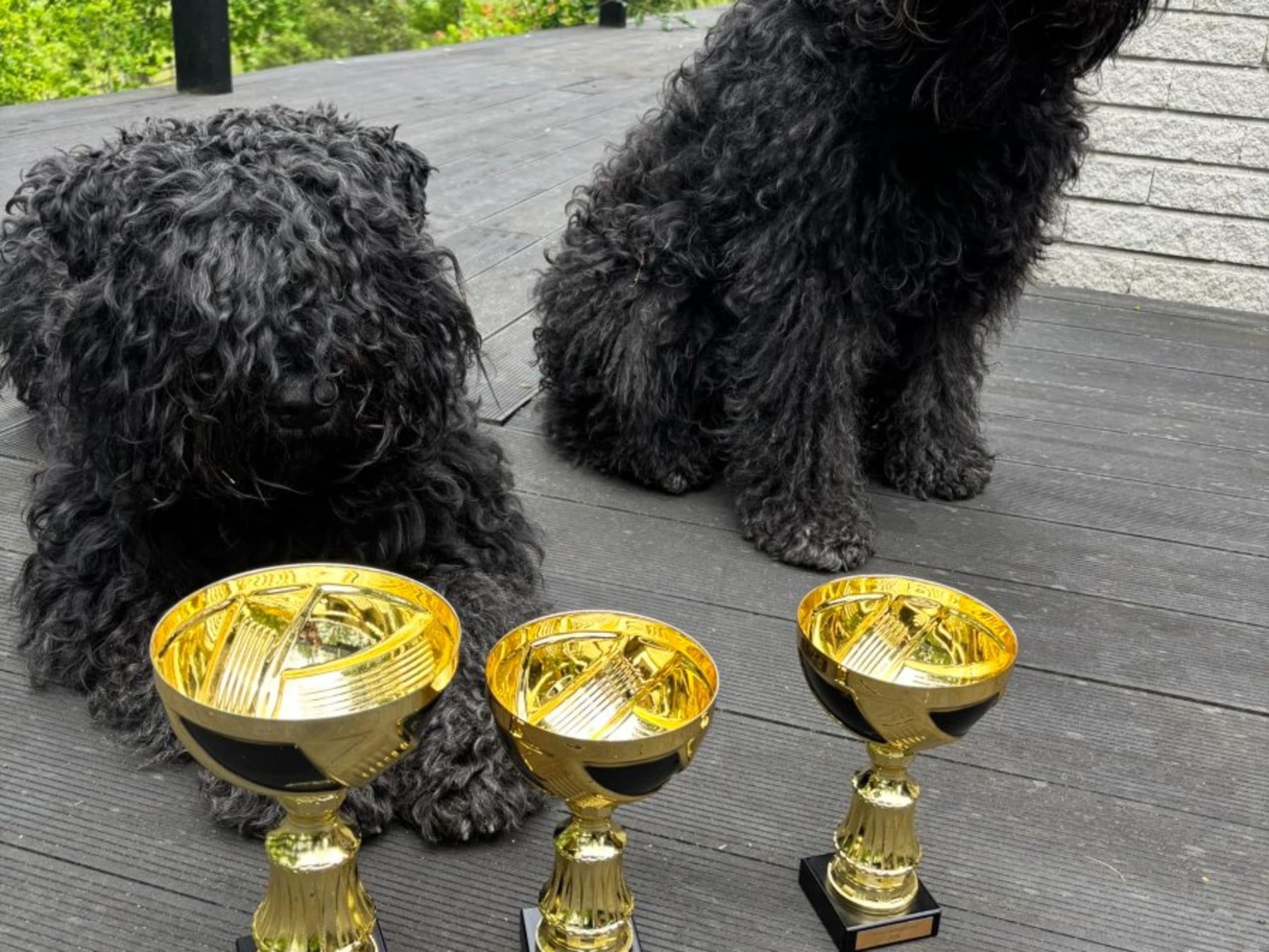 Bouvier des Flandres · Tenhult · Rapide Ours