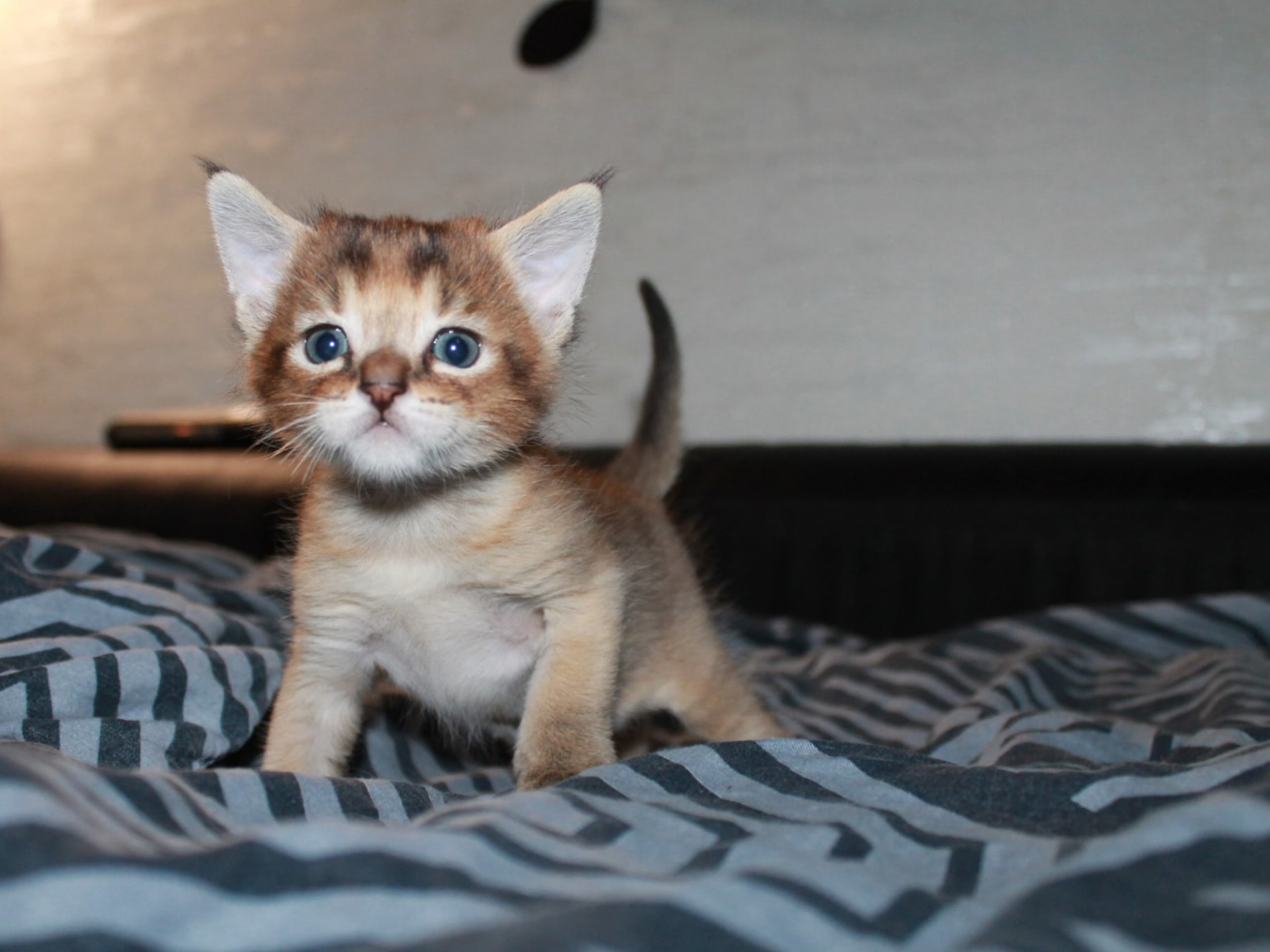 Exotic Shorthair · Hässelby · Divine Dragon